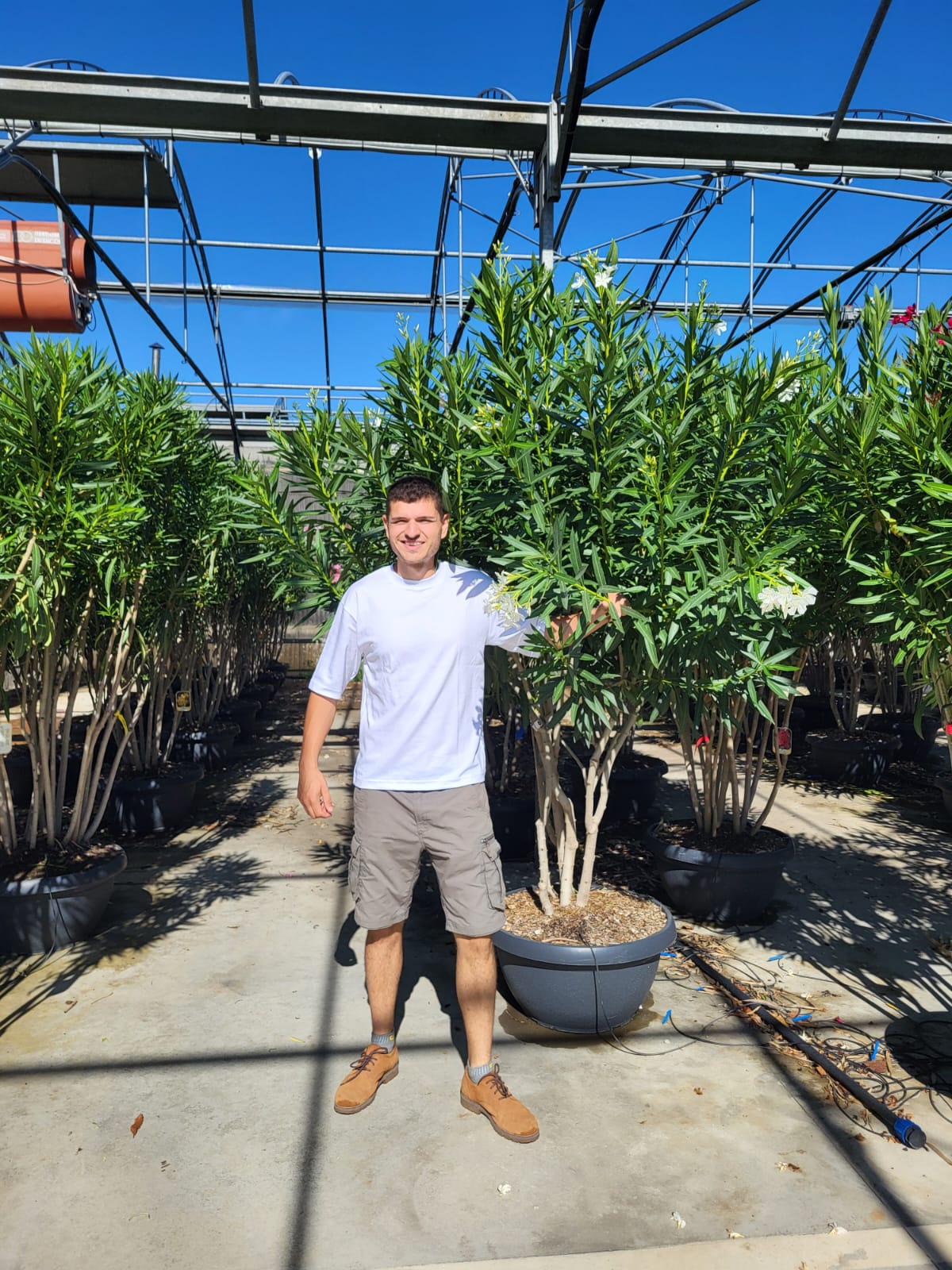 Laurier Rose Cépée Remontée (Nerium Oleander) - Image 4