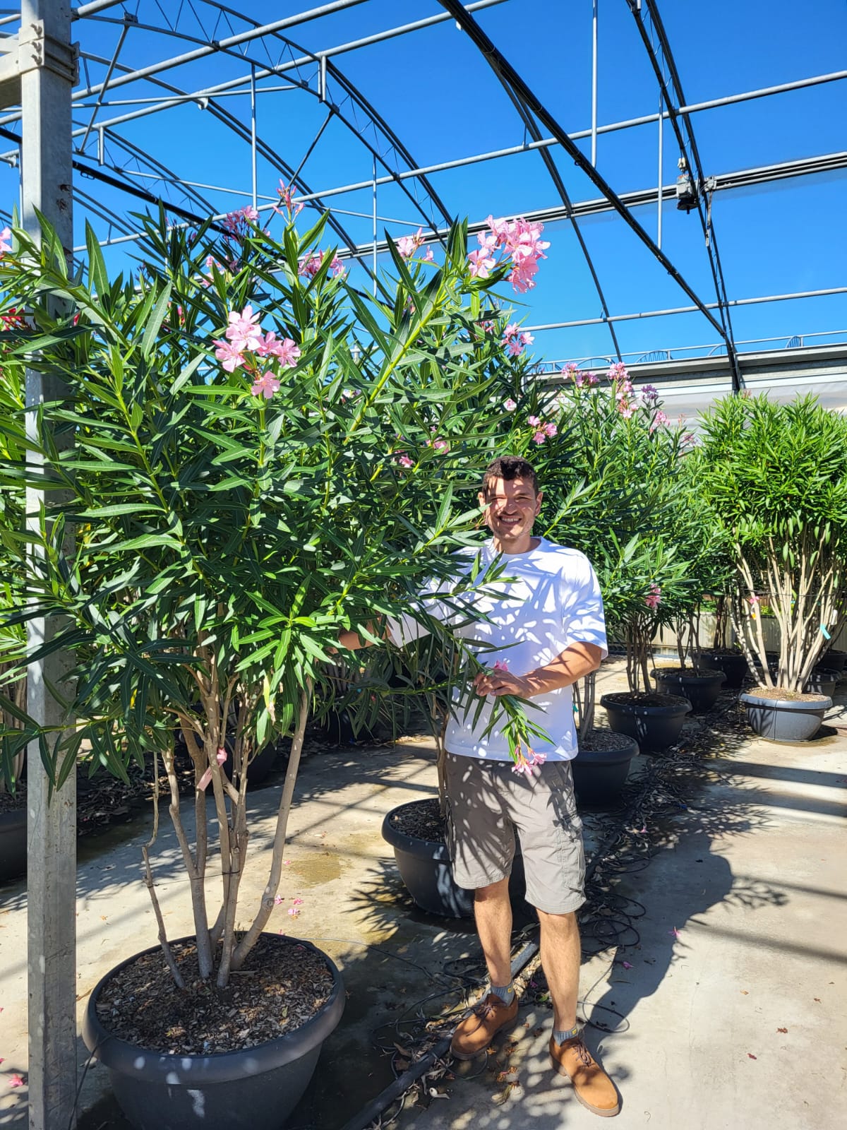 Laurier Rose Cépée Remontée (Nerium Oleander) - Image 6