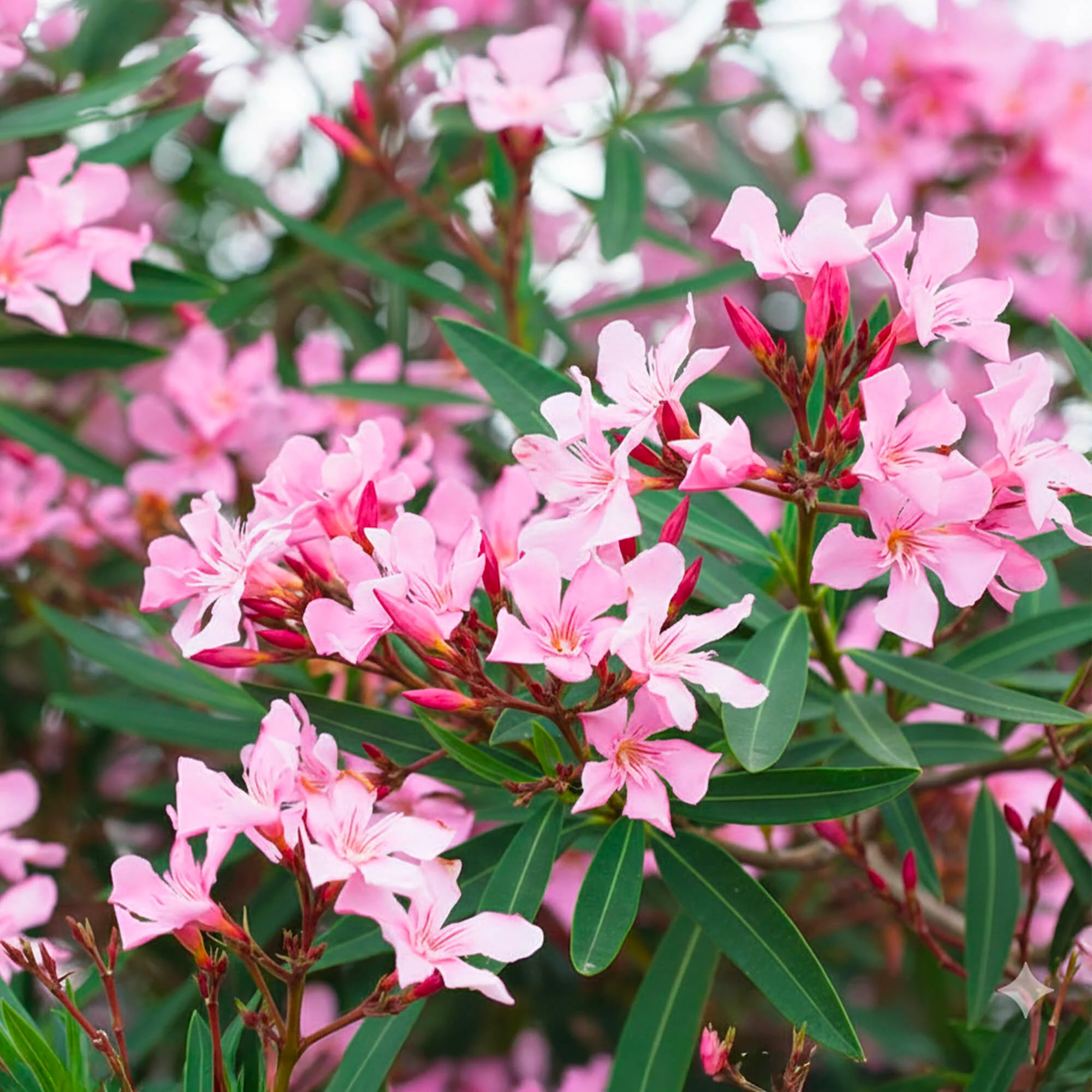 Laurier Rose en demi-tige - Image 2