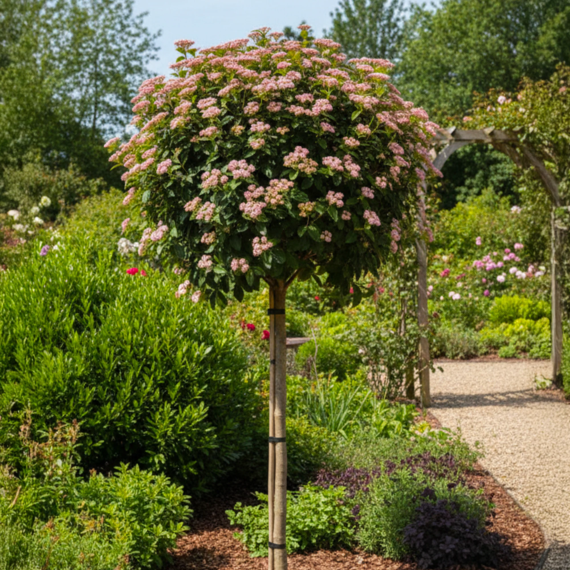 Laurier-tin en Demi-tige (Viburnum tinus)
