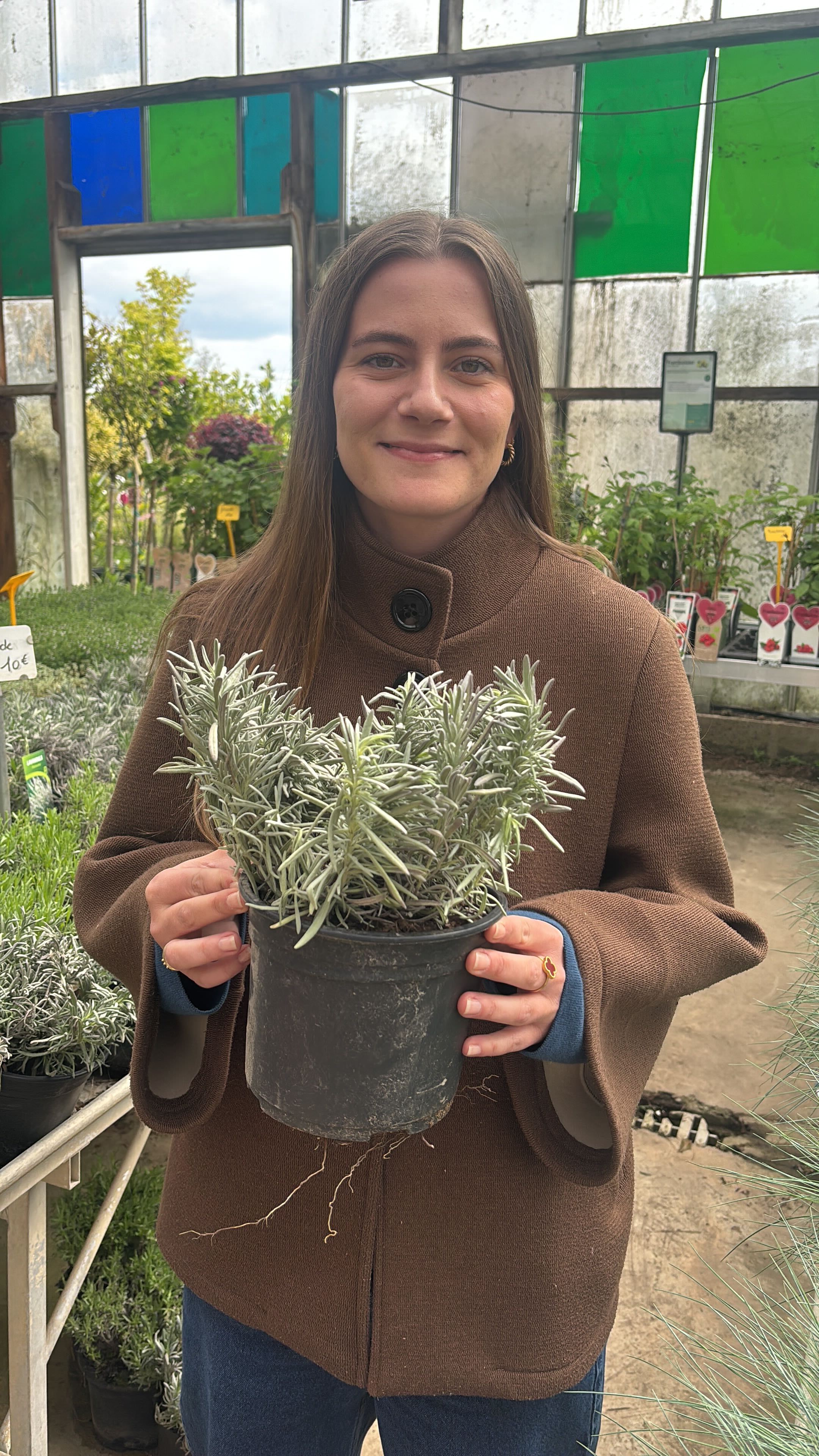 Lavande blanche (Lavandula Angustifolia Edelweiss) - Image 8