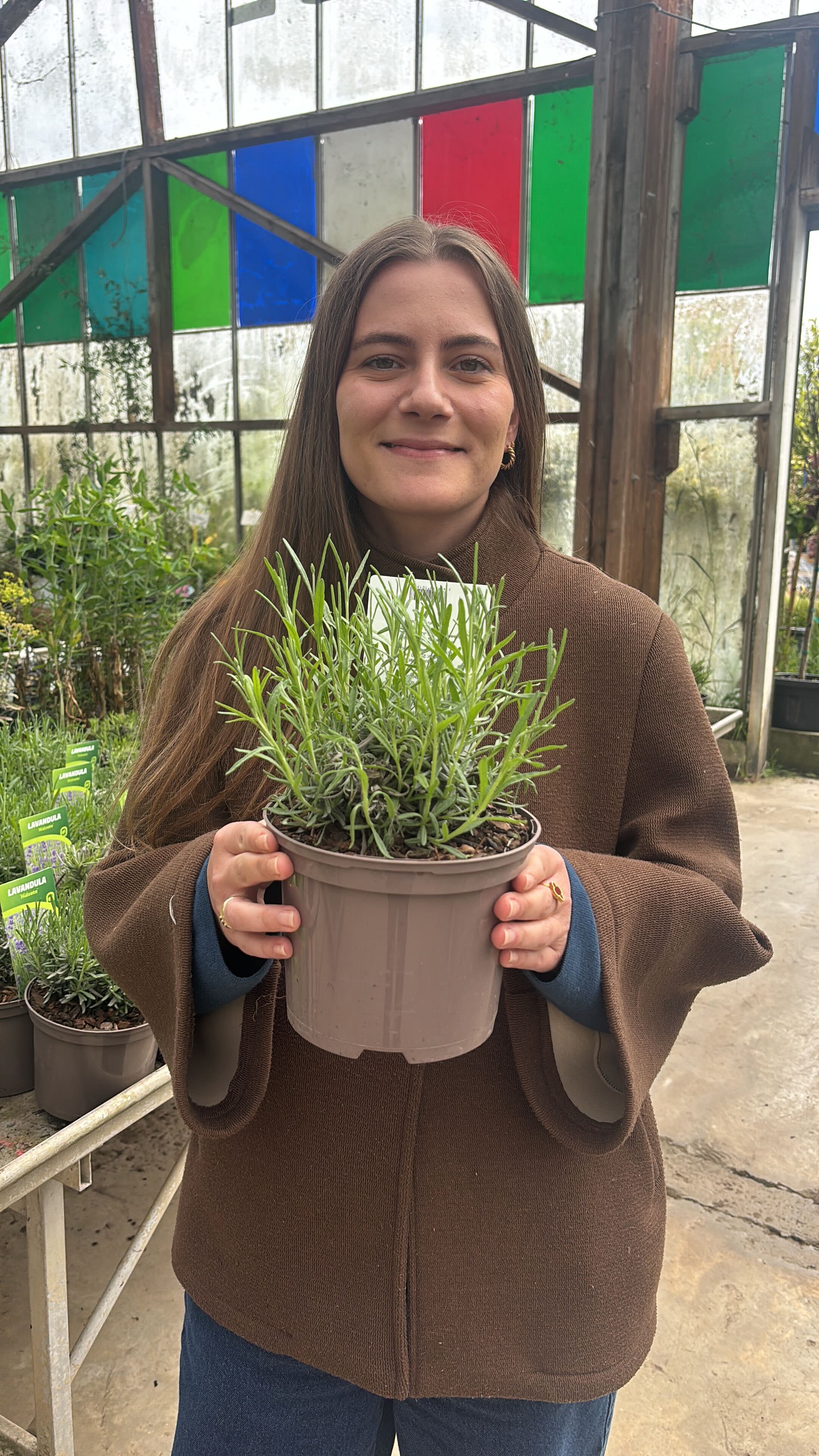 Lavande bleue (Lavandula Angustifolia Hidcote) - Image 11