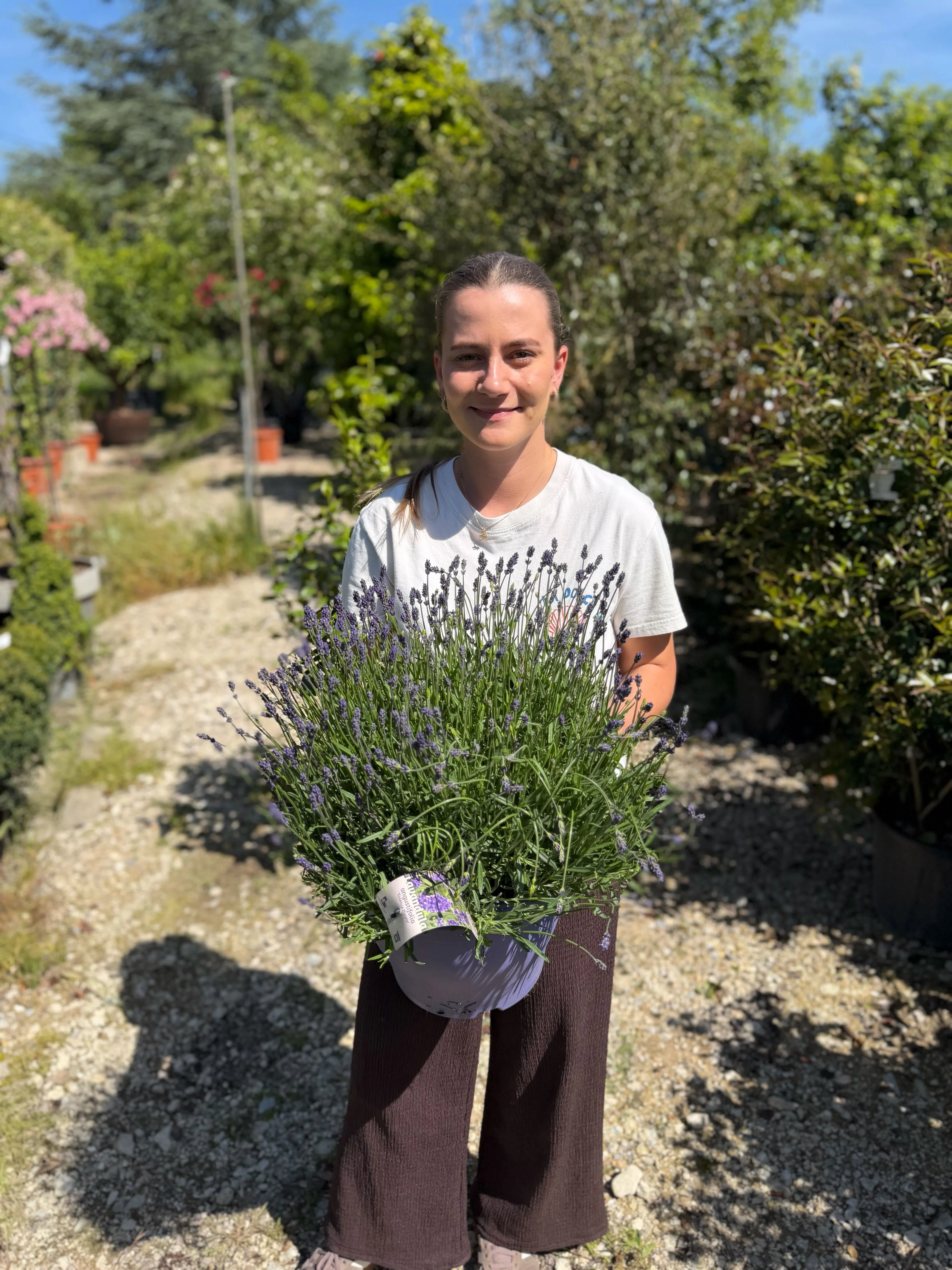 Lavande bleue (Lavandula Angustifolia Hidcote) - Image 12