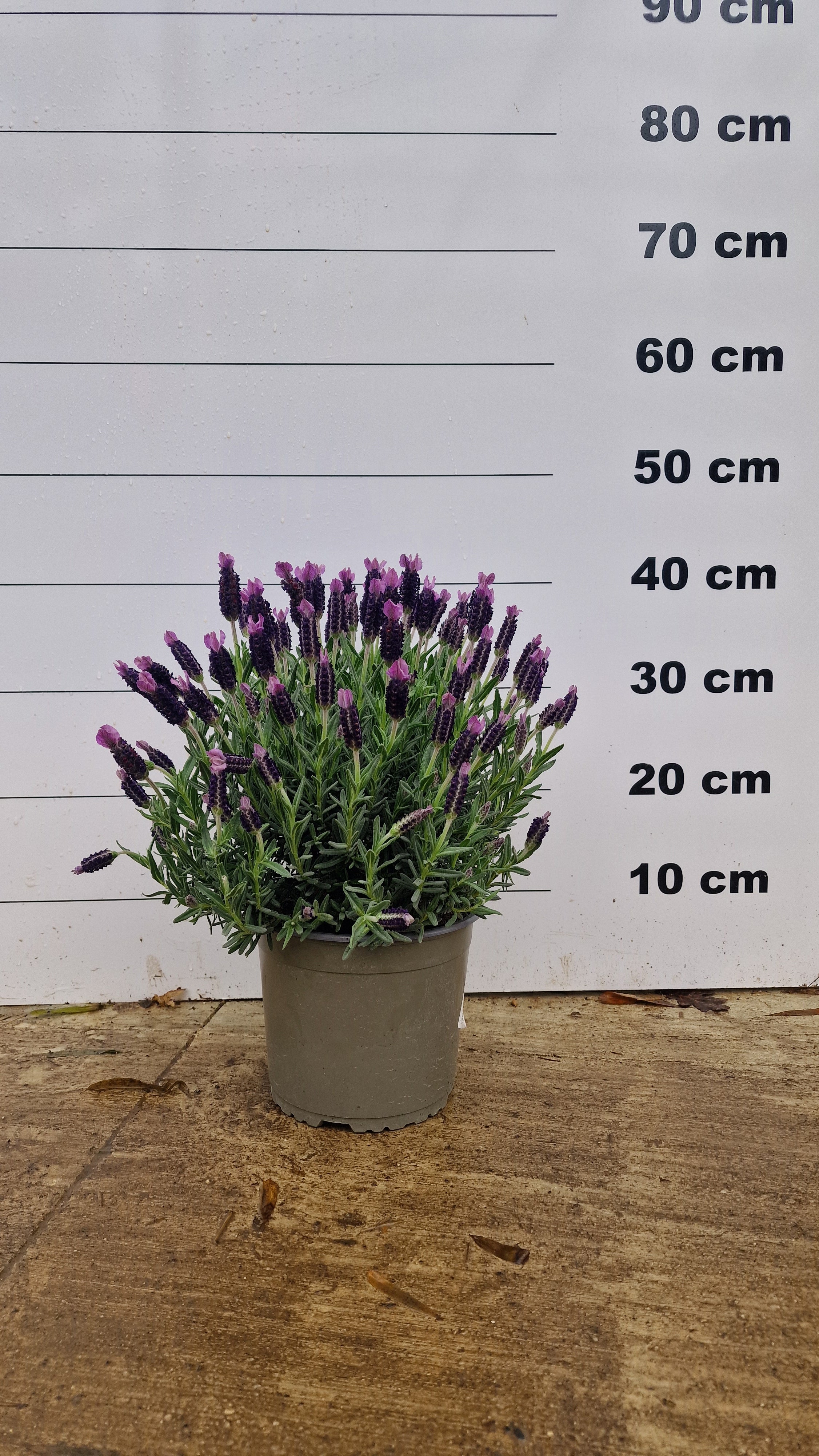 Lavande papillon (Lavandula Stoechas) - Image 4