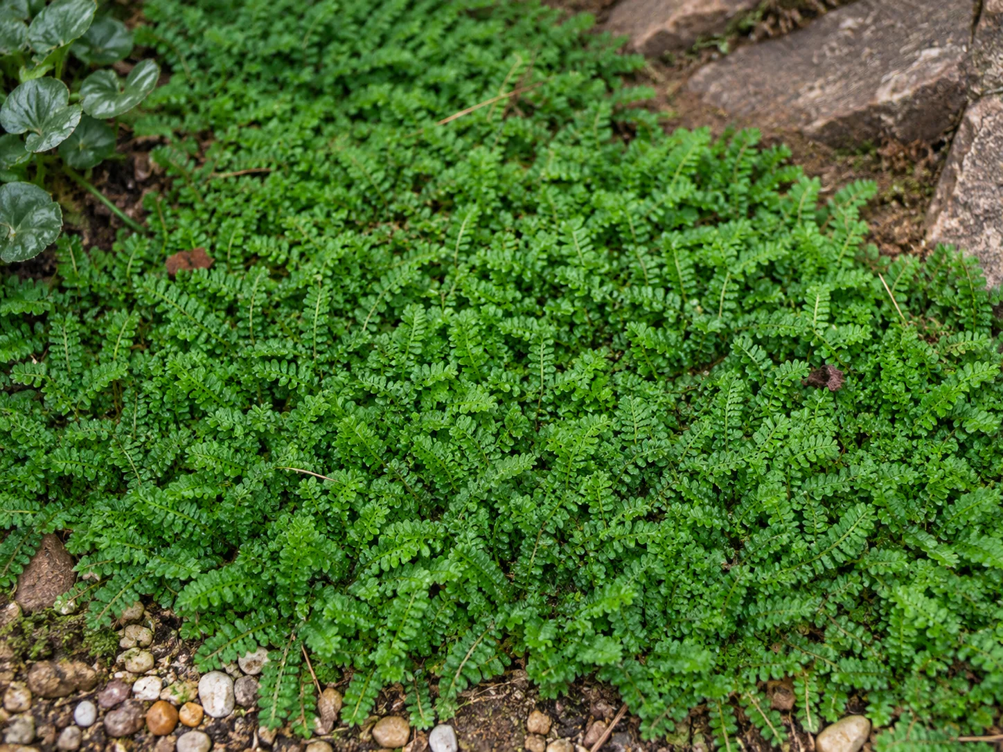 Leptinella squalida - Image 2