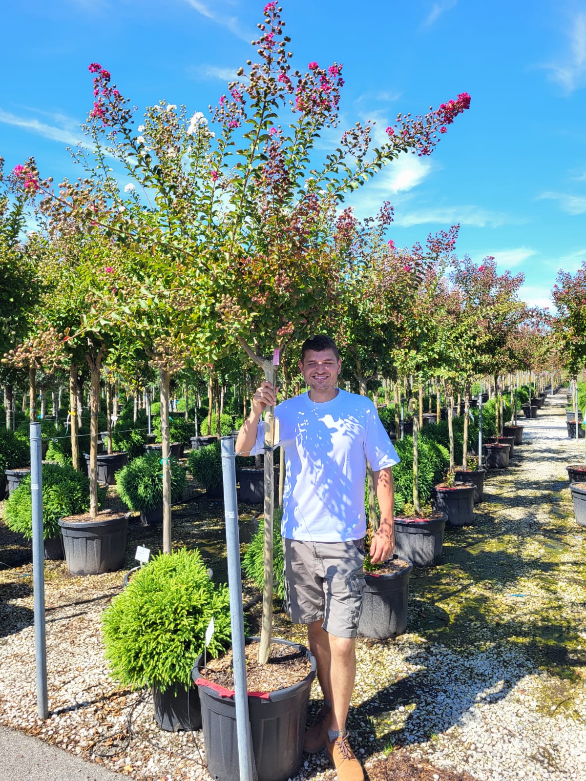 Lilas des indes en demi-tige (Lagerstroemia) - Image 12