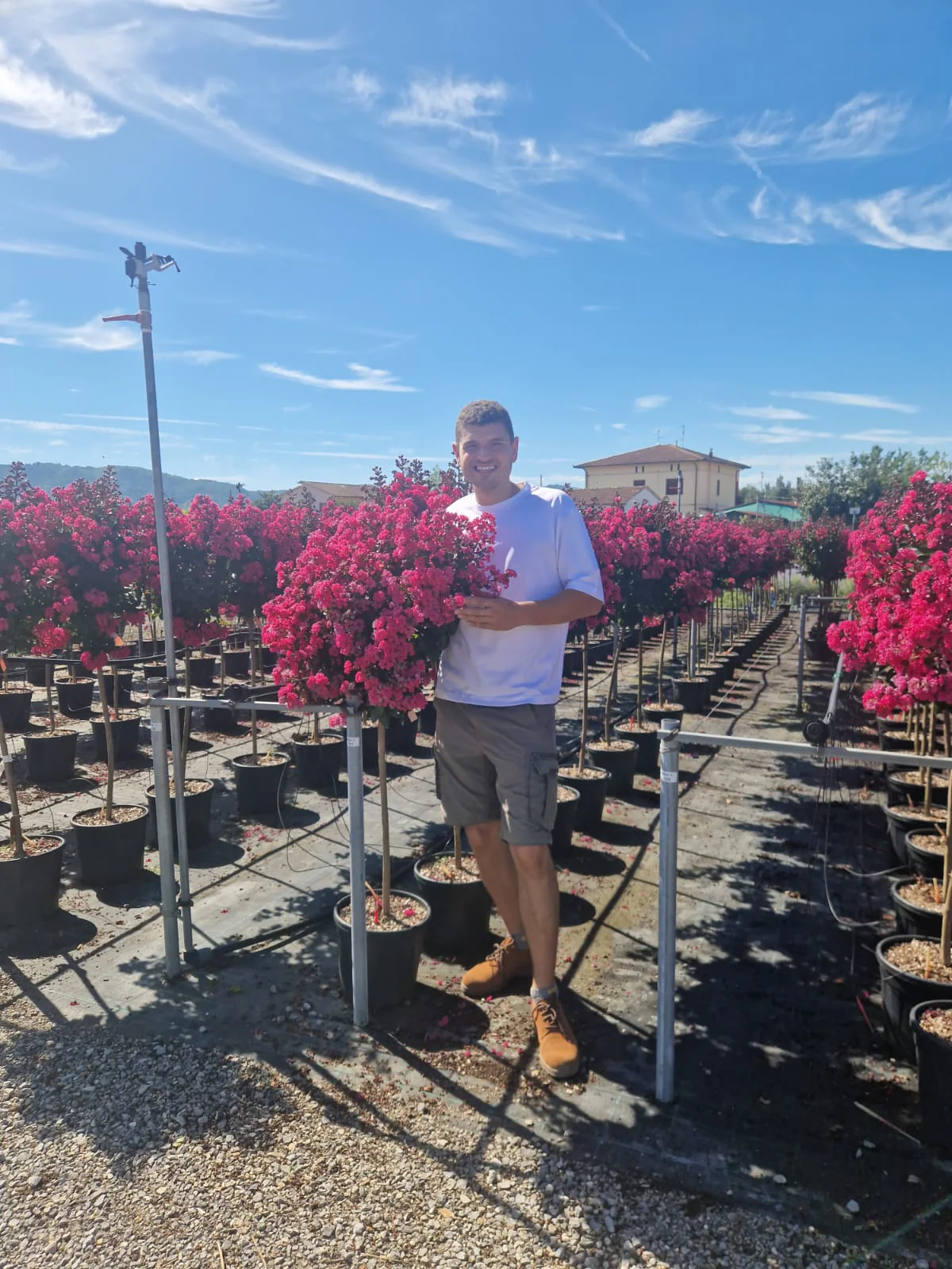 Lilas des indes en demi-tige (Lagerstroemia) - Image 13