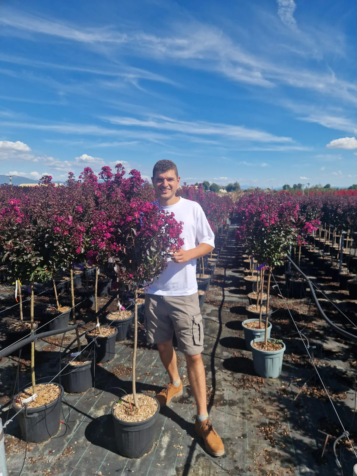 Lilas des indes en demi-tige (Lagerstroemia) - Image 14