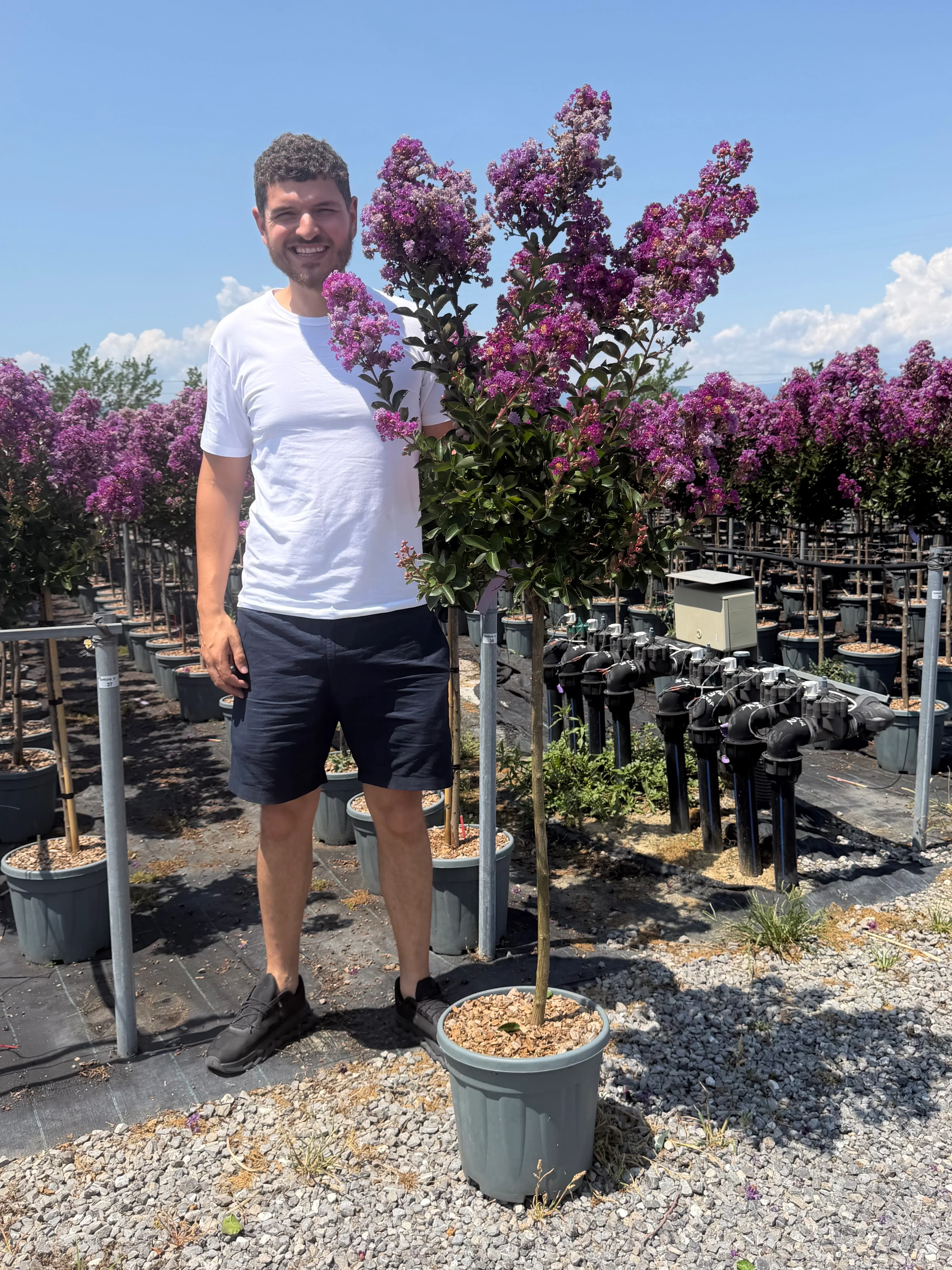 Lilas des indes en demi-tige (Lagerstroemia) - Image 16