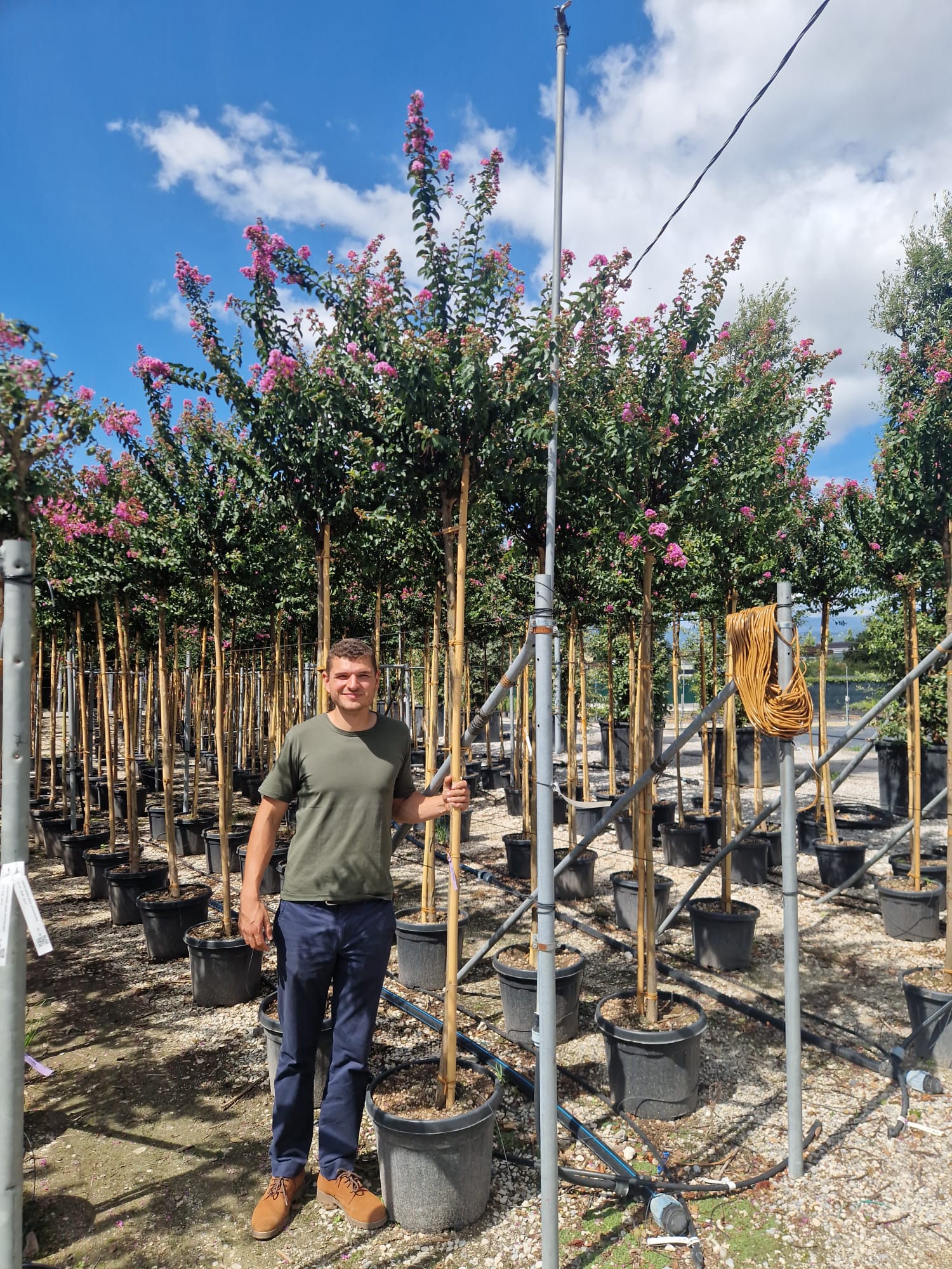Lilas des indes en tige (Lagerstroemia) - Image 19