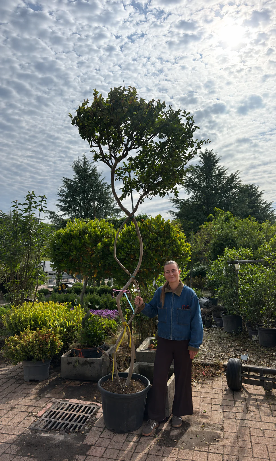 Lilas des indes tressé (Lagerstroemia) - Image 13