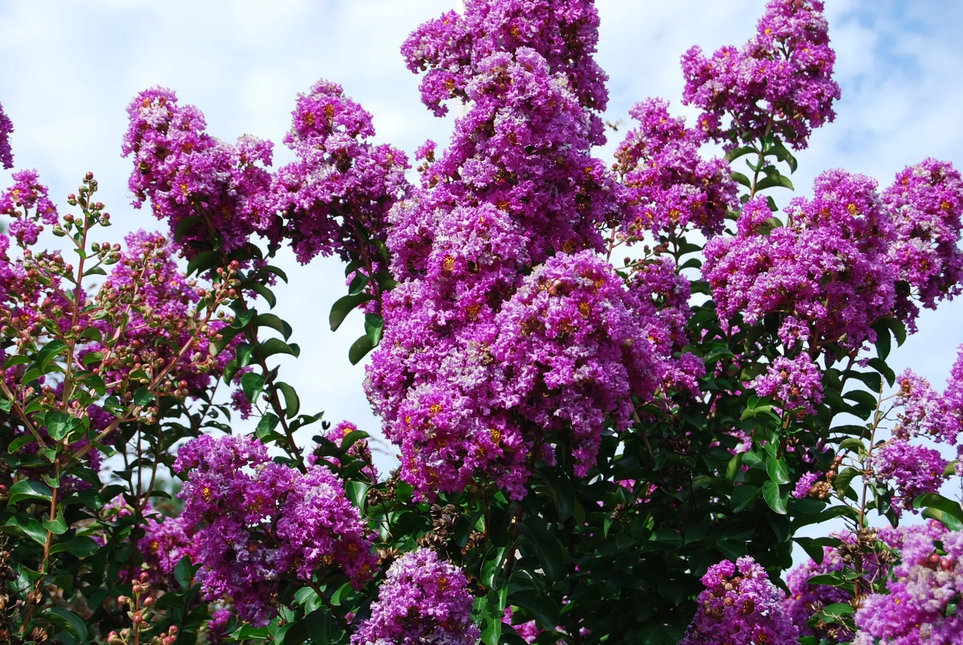 Lilas des indes tressé (Lagerstroemia) - Image 3