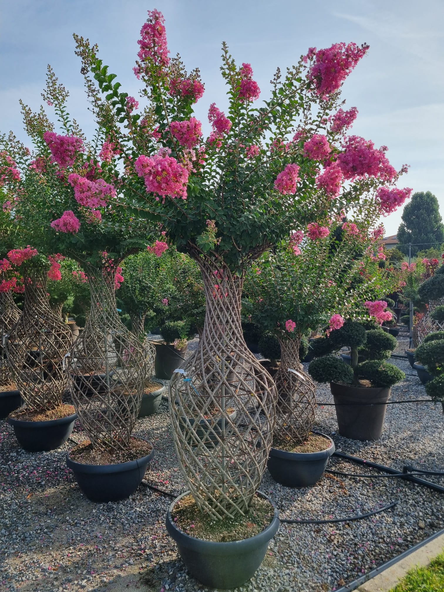 Lilas des indes tressé (Lagerstroemia) - Image 5