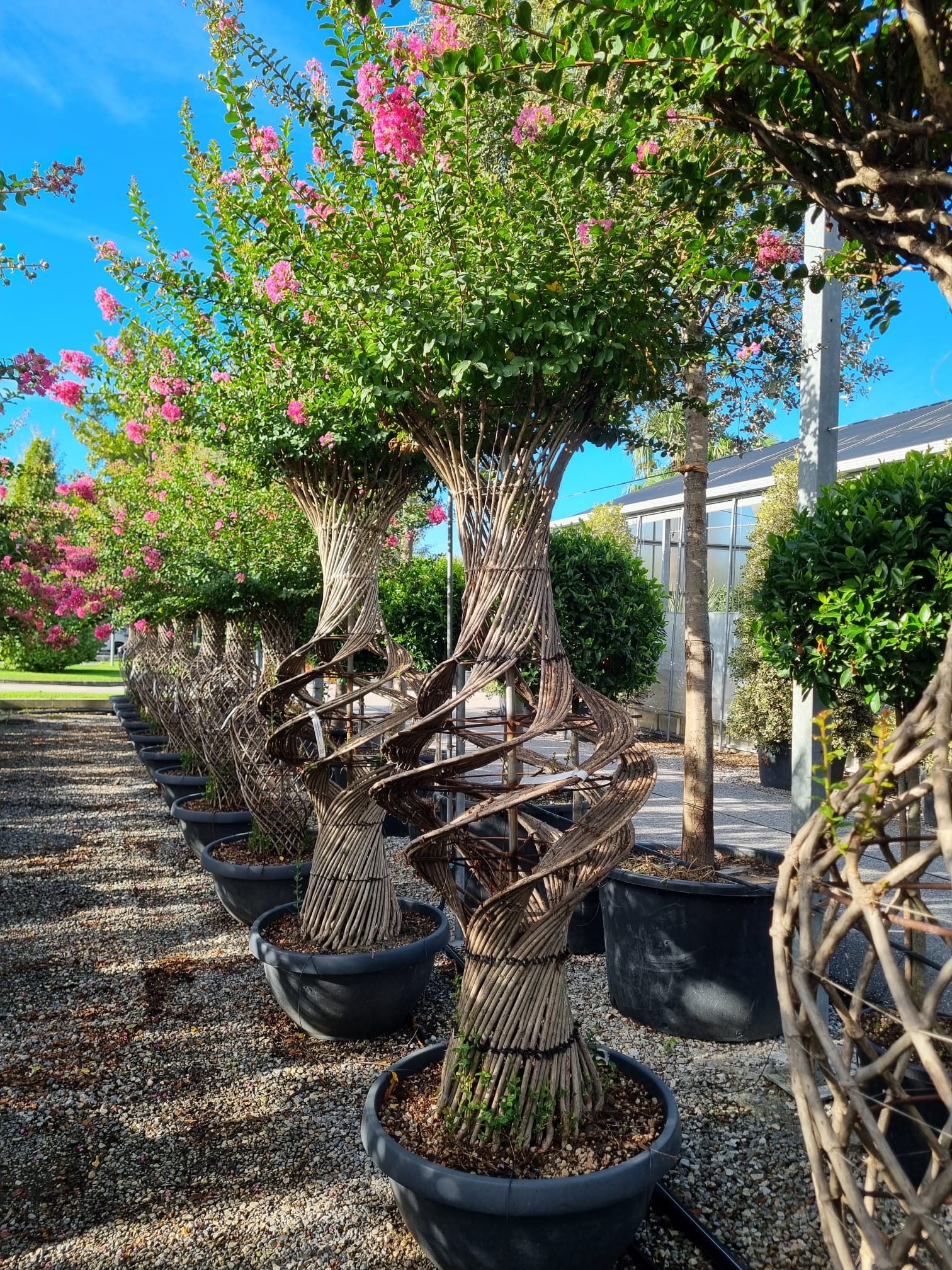 Lilas des indes tressé (Lagerstroemia) - Image 6