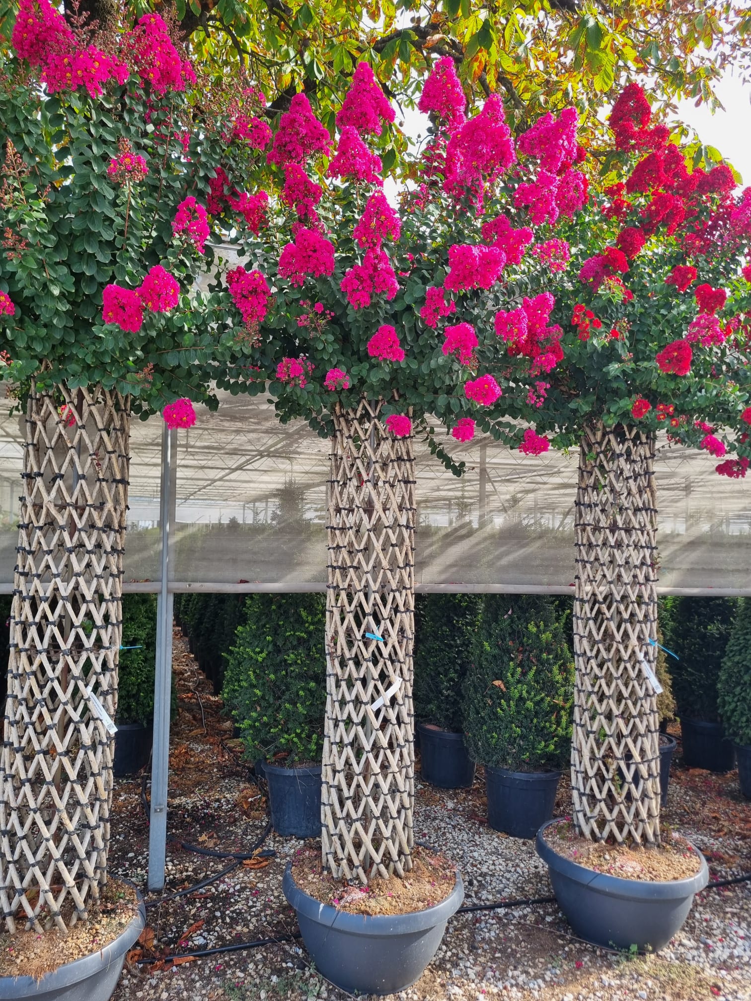 Lilas des indes tressé (Lagerstroemia) - Image 7
