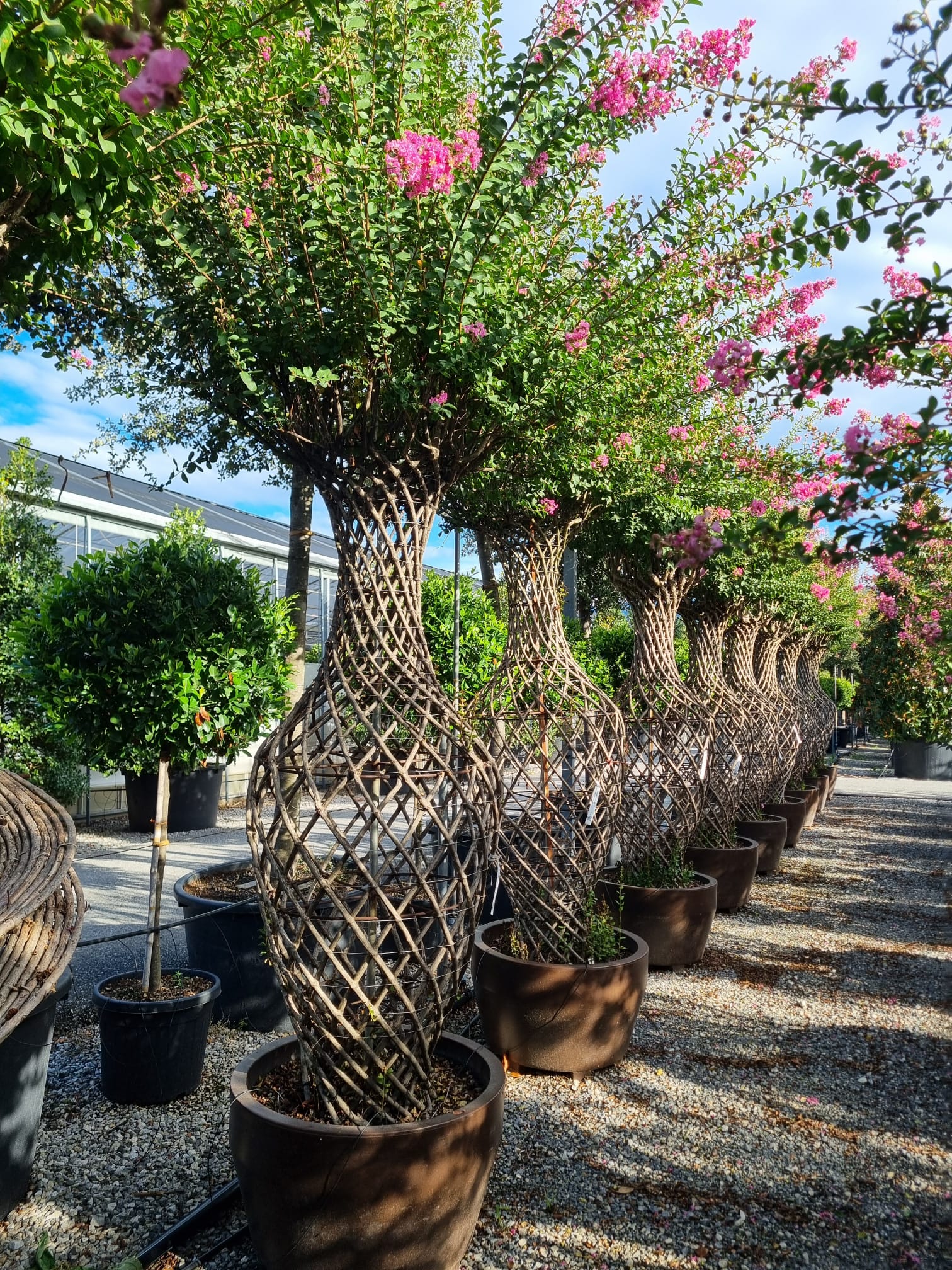 Lilas des indes tressé (Lagerstroemia) - Image 8