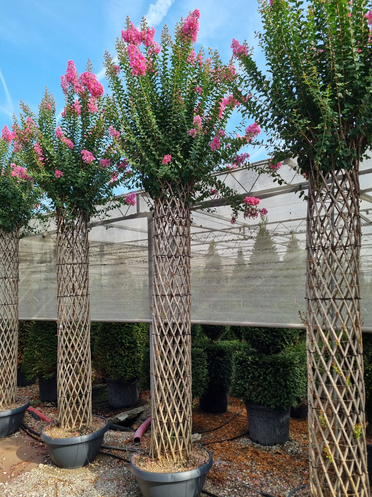 Lilas des indes tressé (Lagerstroemia) - Image 9