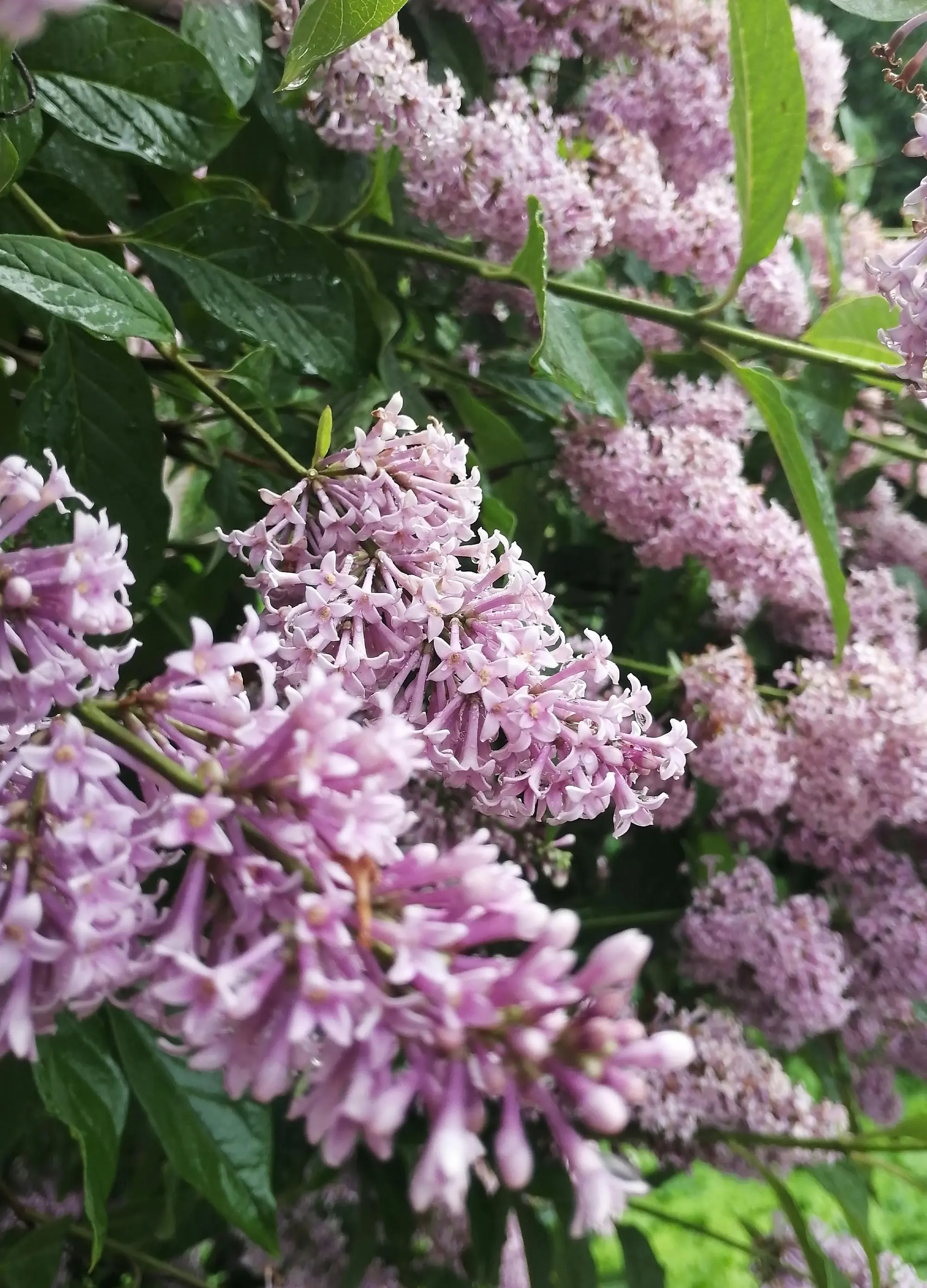 Lilas Nain (Syringa Patula Miss Kim) - Image 2