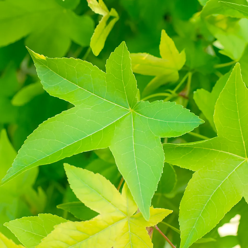 Liquidambar Gumball en tige - Image 2