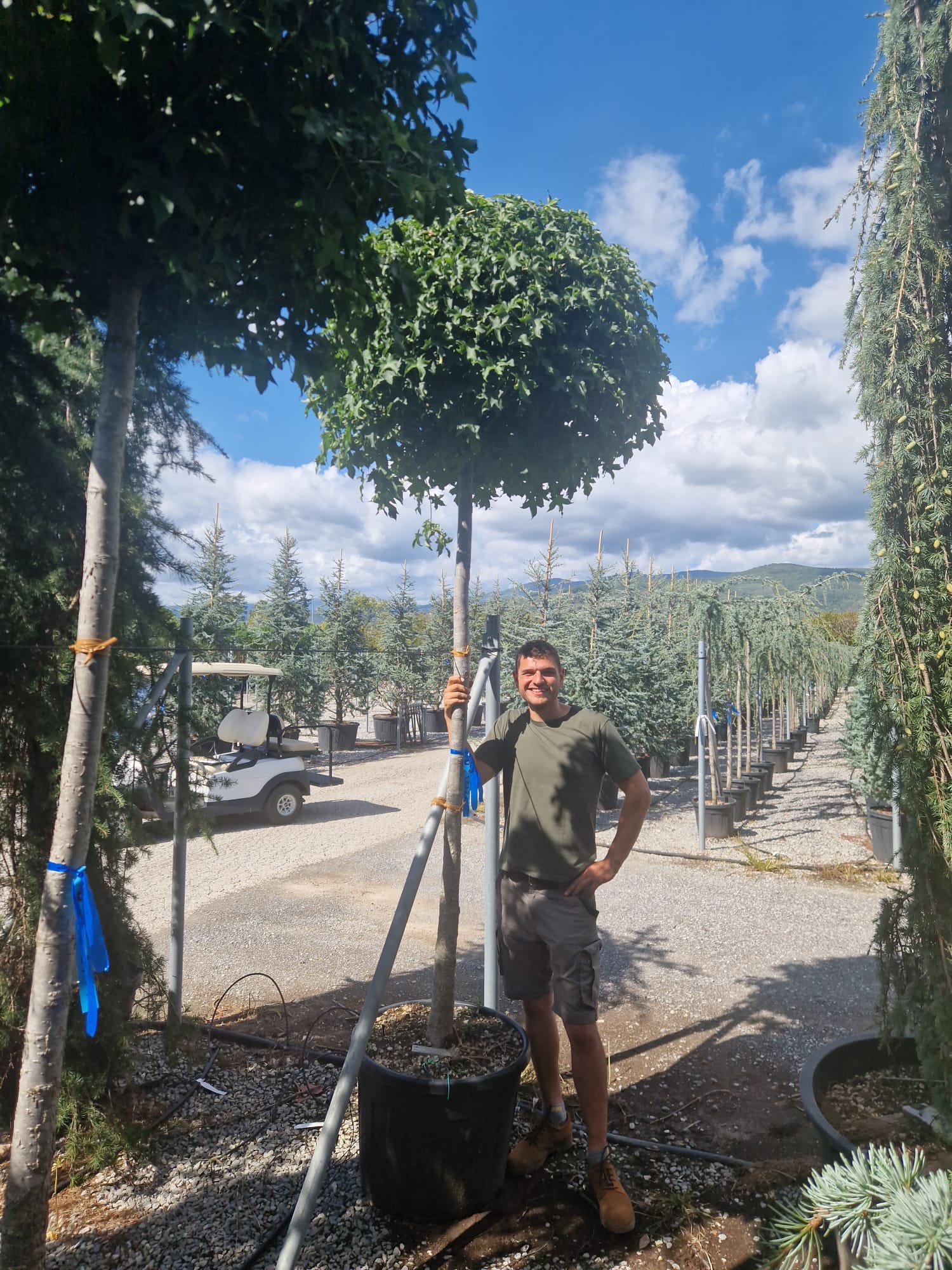 Liquidambar Gumball en tige - Image 6