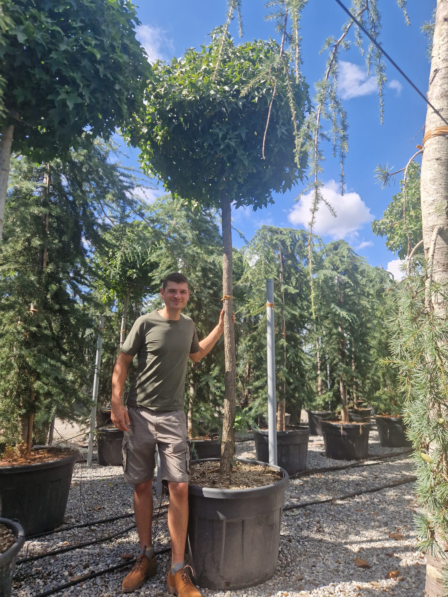 Liquidambar Gumball en tige - Image 7