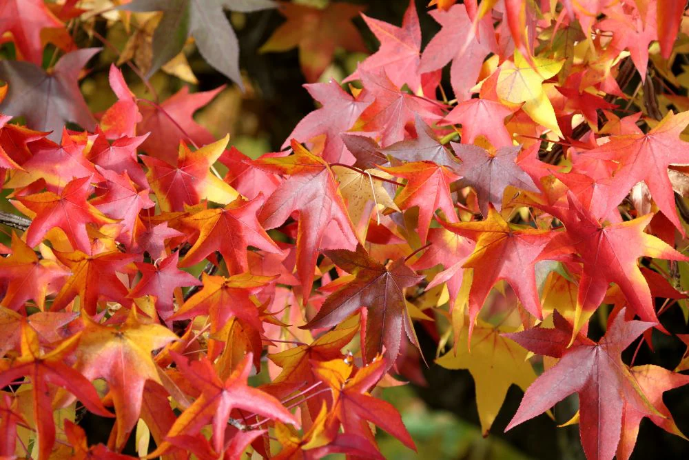 Liquidambar Gumball en demi-tige - Image 2