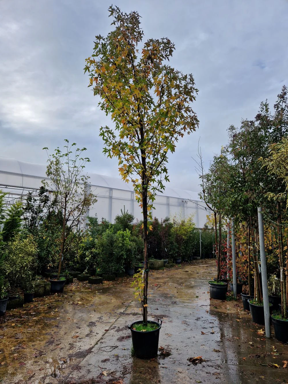 Copalme d'Amérique en touffe (Liquidambar Styraciflua) - Image 6