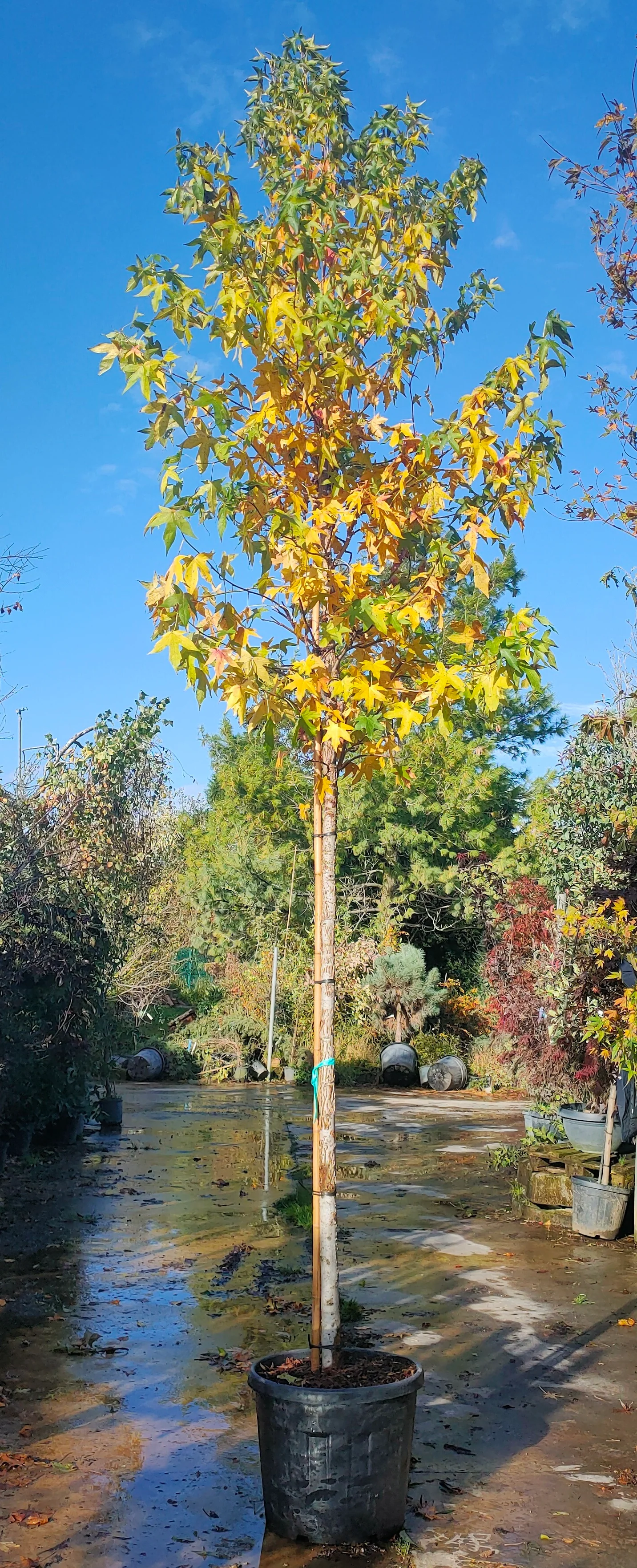 Copalme d'Amérique en touffe (Liquidambar Styraciflua) - Image 8