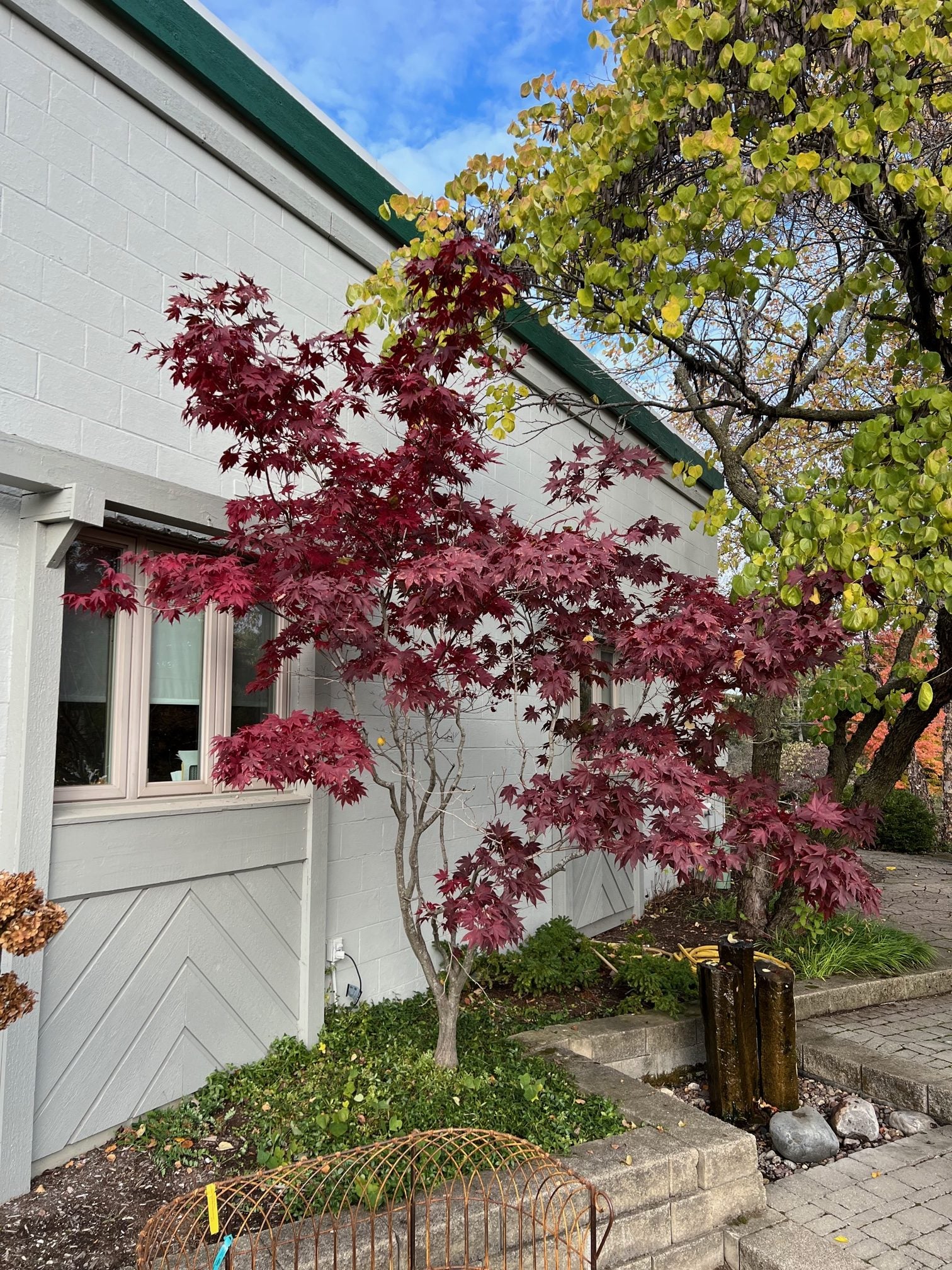 Liriodendron Tulipifera - Image 5