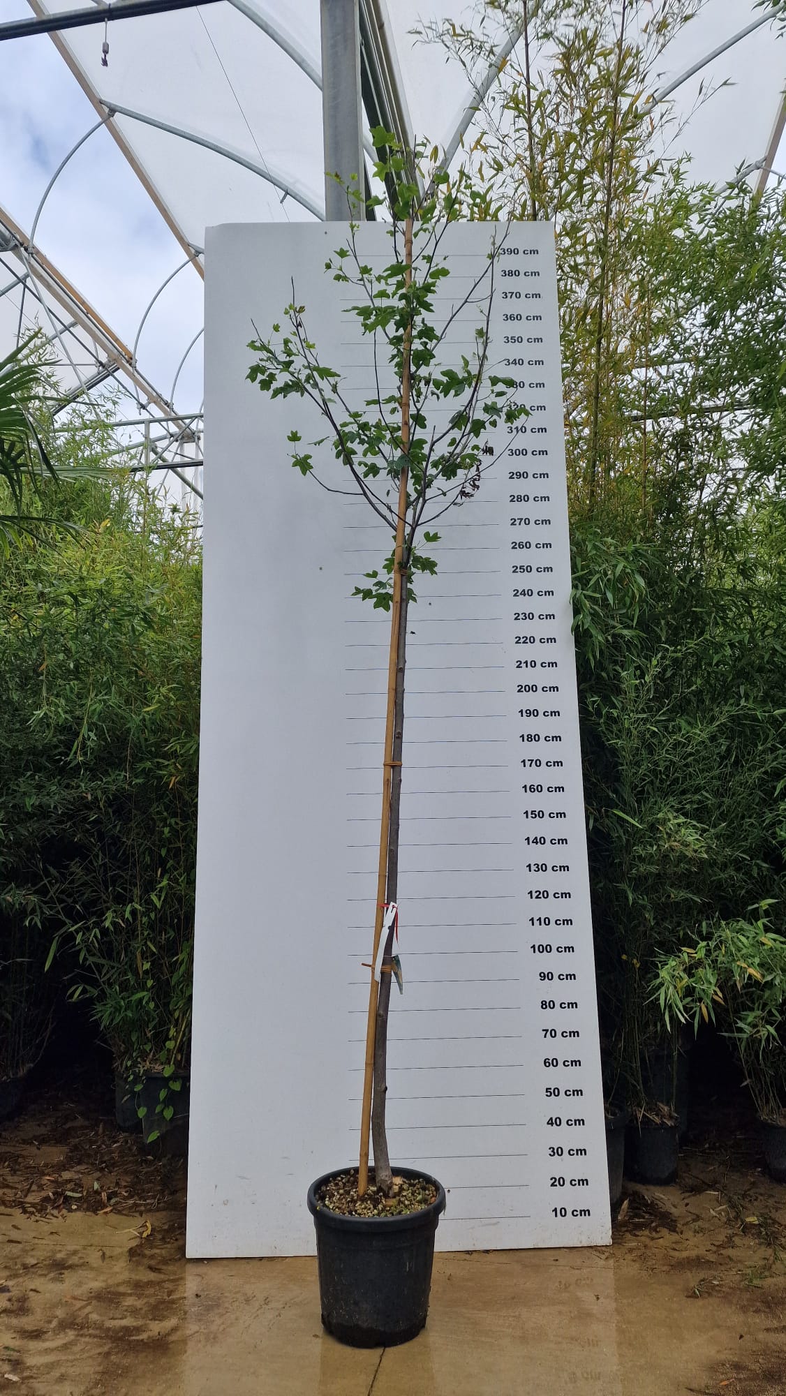 Liriodendron Tulipifera - Image 6