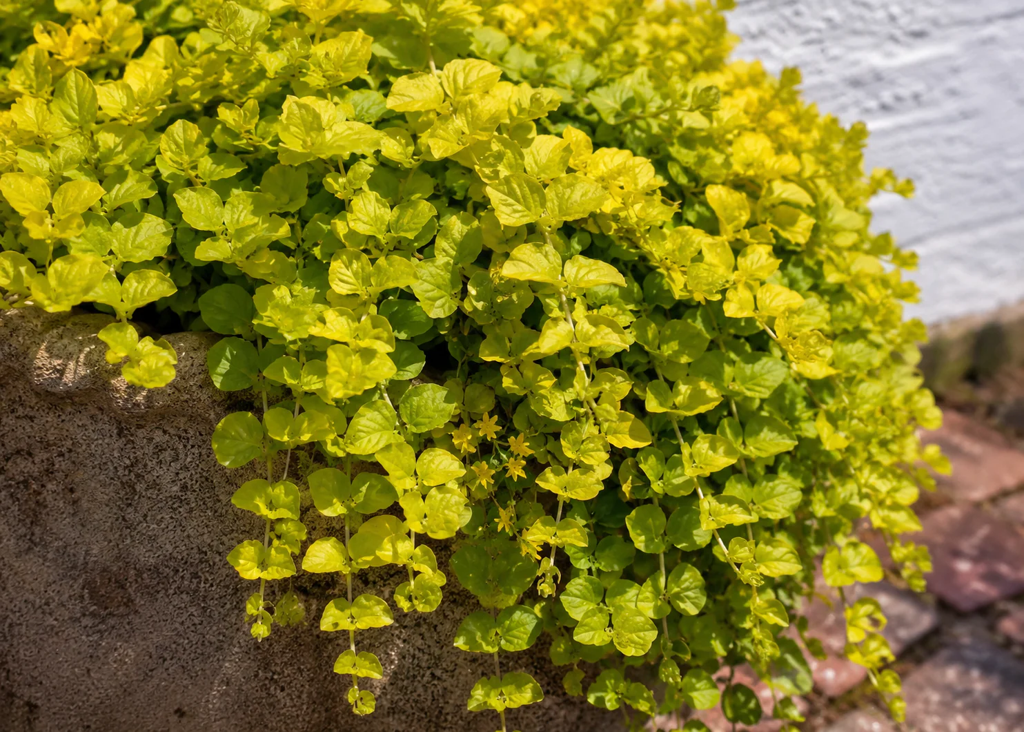 Lysimachia Aurea - Image 2