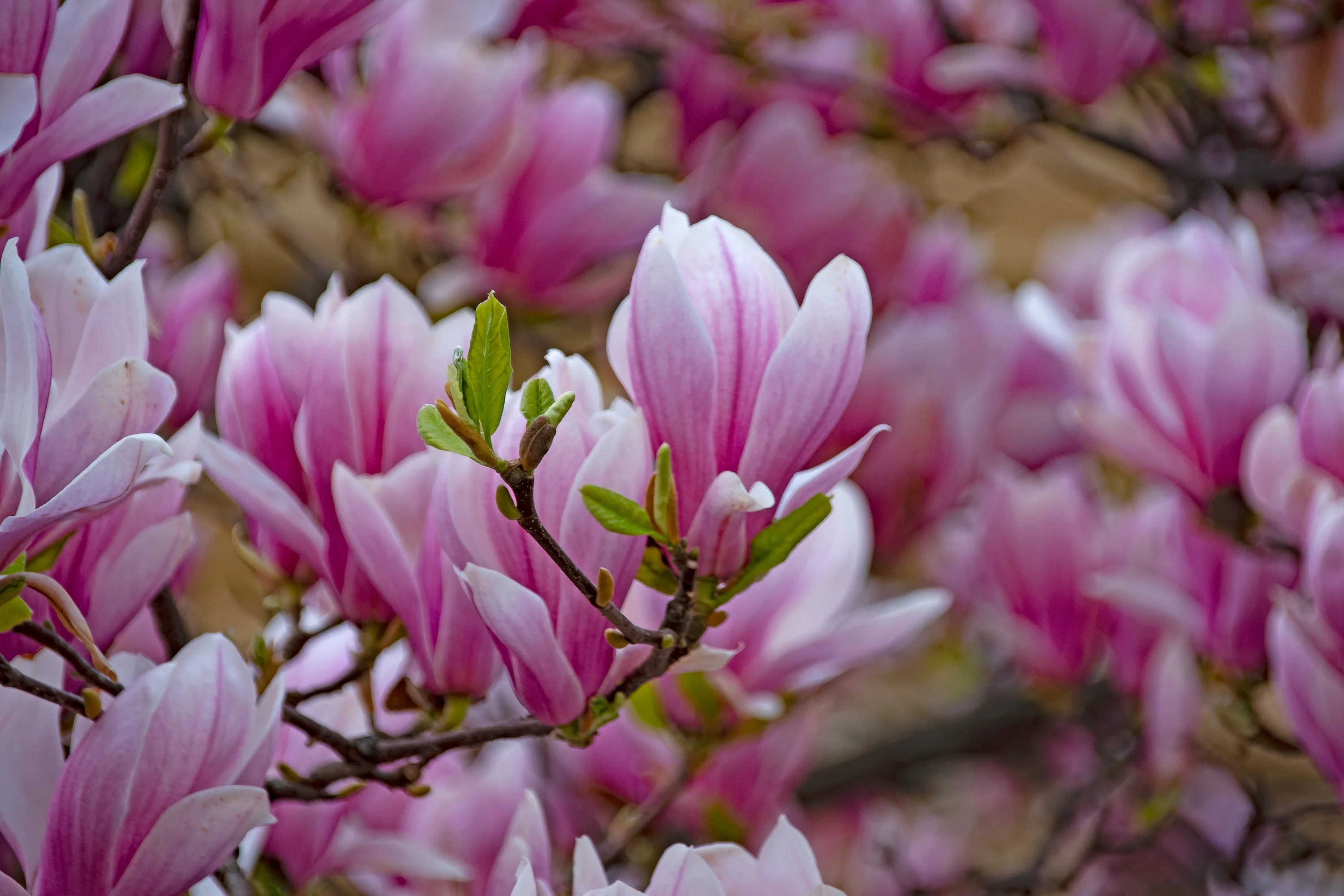 Magnolia de Soulange en demi-tige (Magnolia Soulangeana) - Image 2