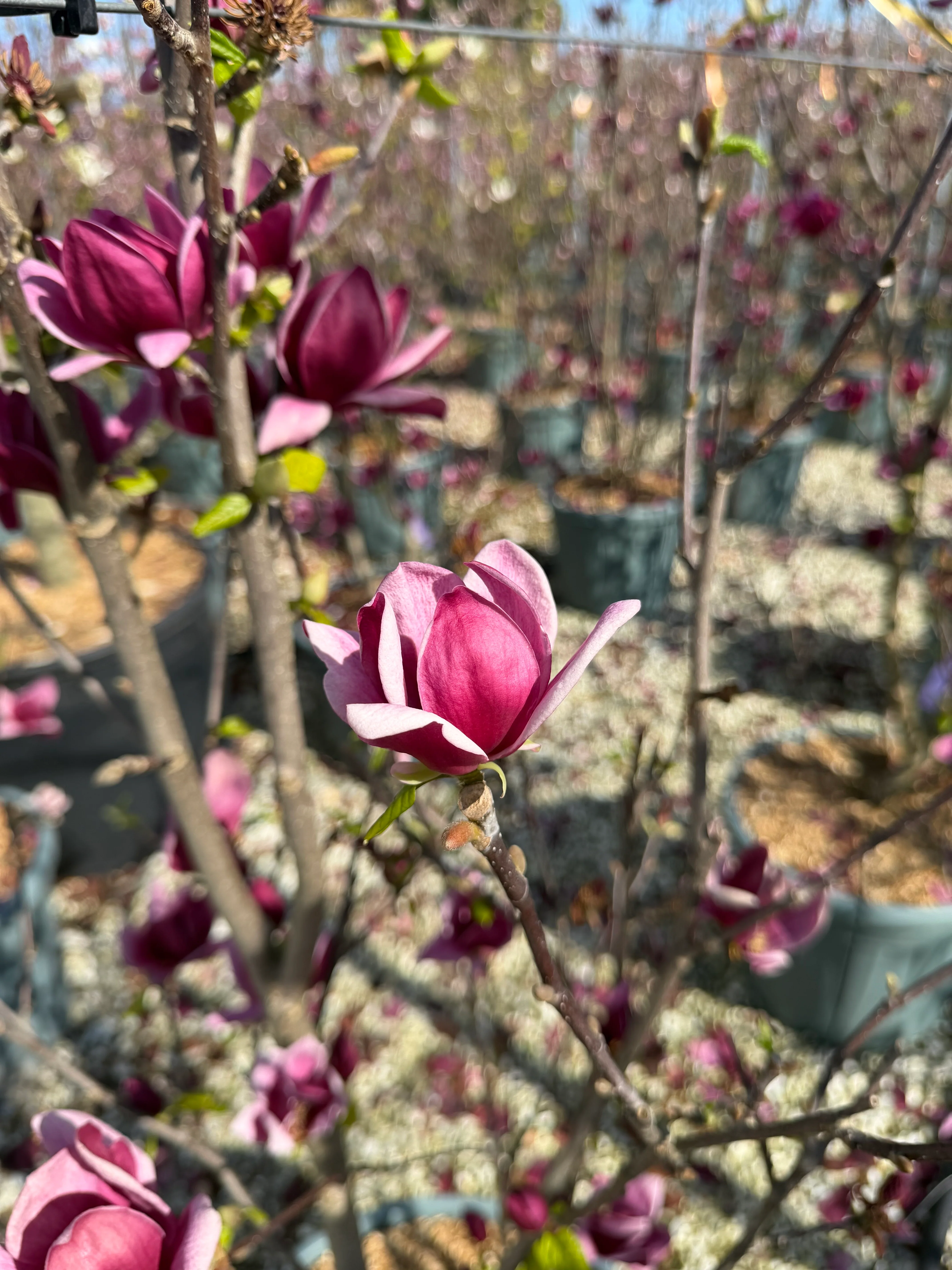 Magnolia Rouge Genie - Image 2