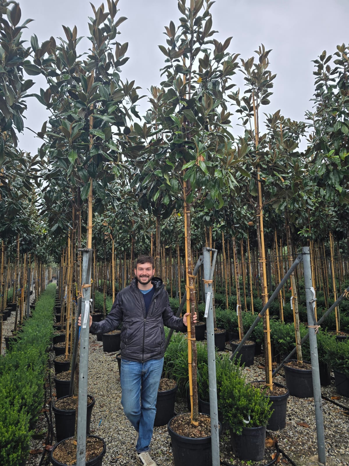 Magnolia Grandiflora en tige - Image 10