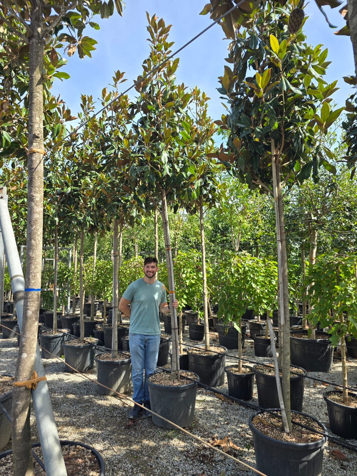 Magnolia Grandiflora en tige - Image 14