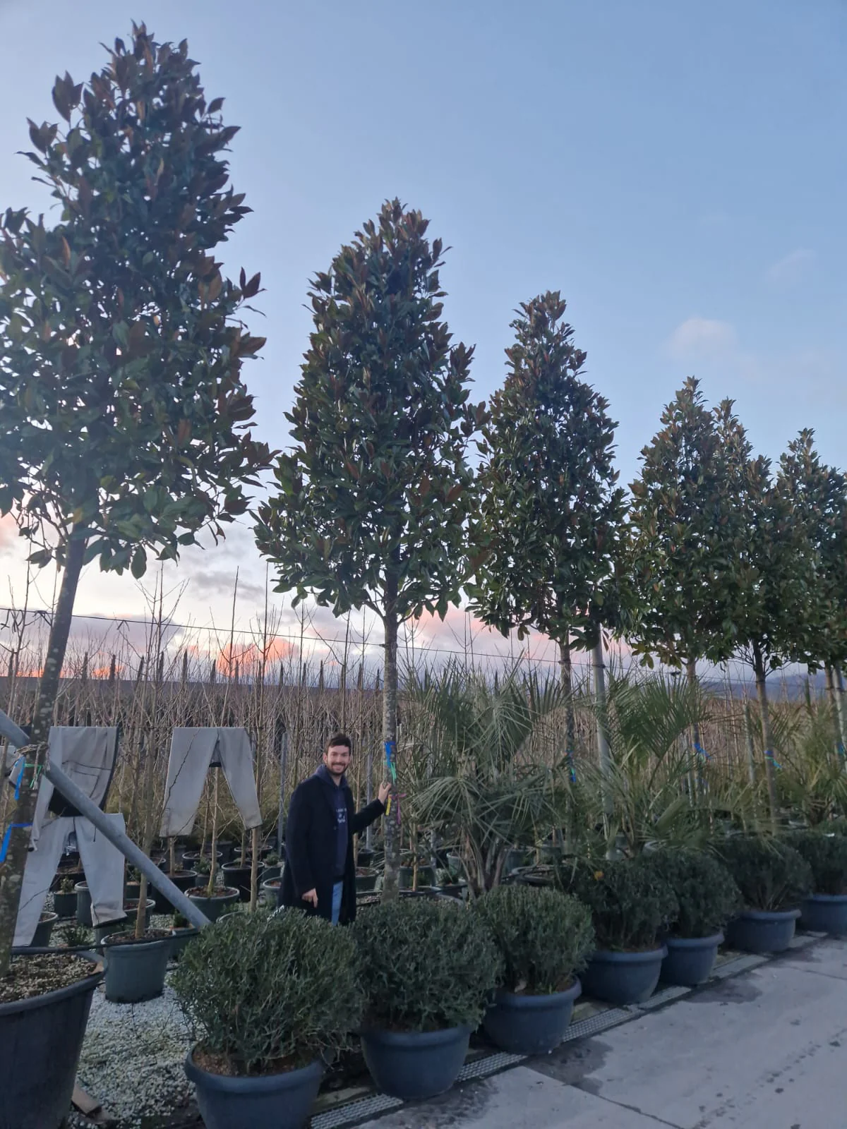 Magnolia Grandiflora en tige - Image 15