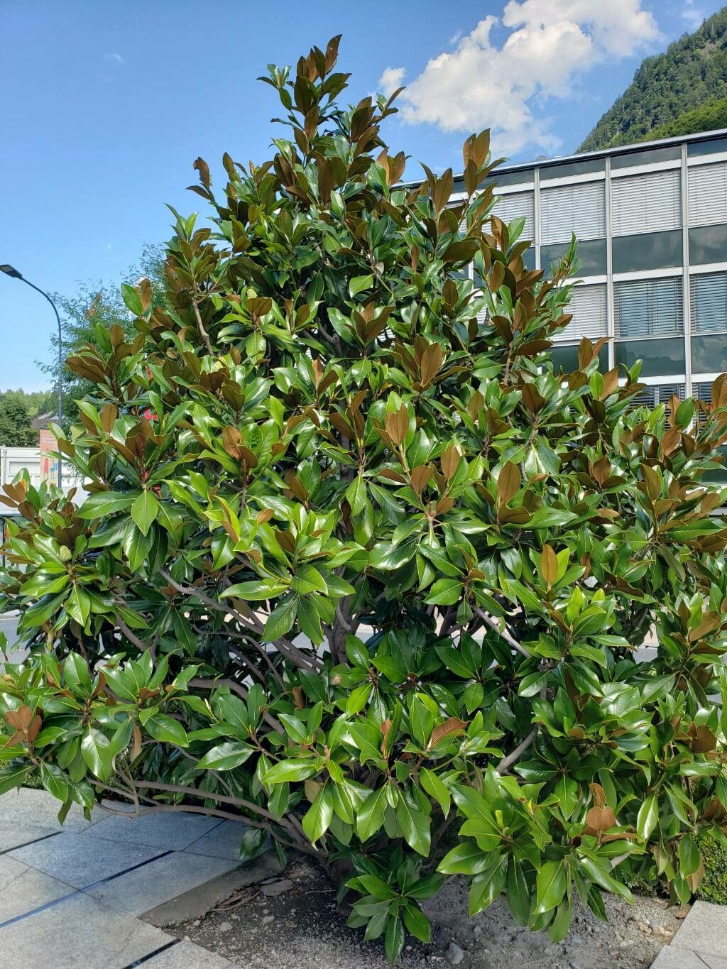 Magnolia Grandiflora en tige - Image 3