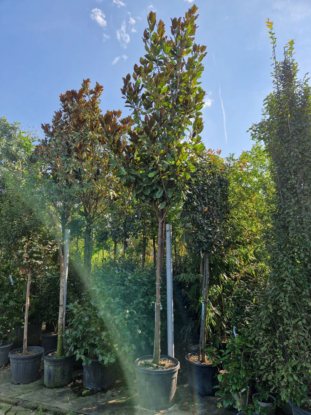 Magnolia Grandiflora en tige - Image 4
