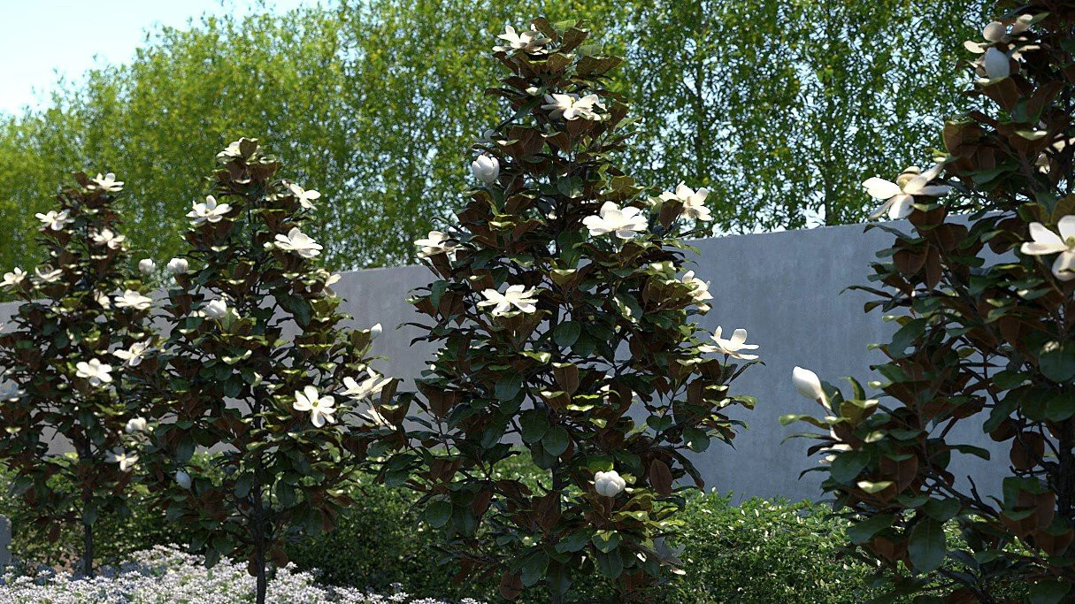 Magnolia Grandiflora en tige - Image 5