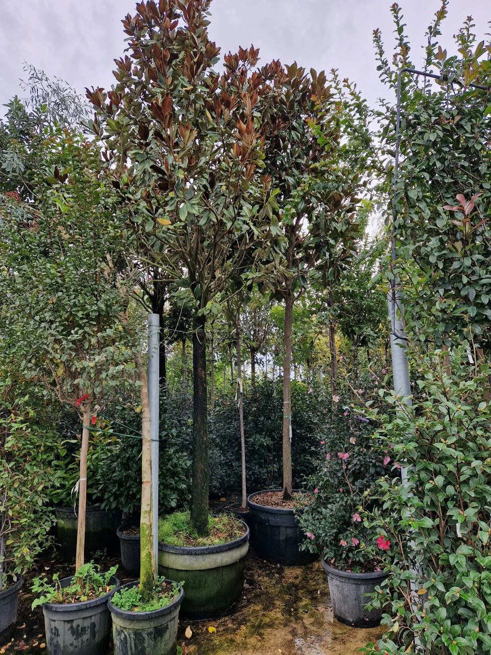 Magnolia Grandiflora en tige - Image 6