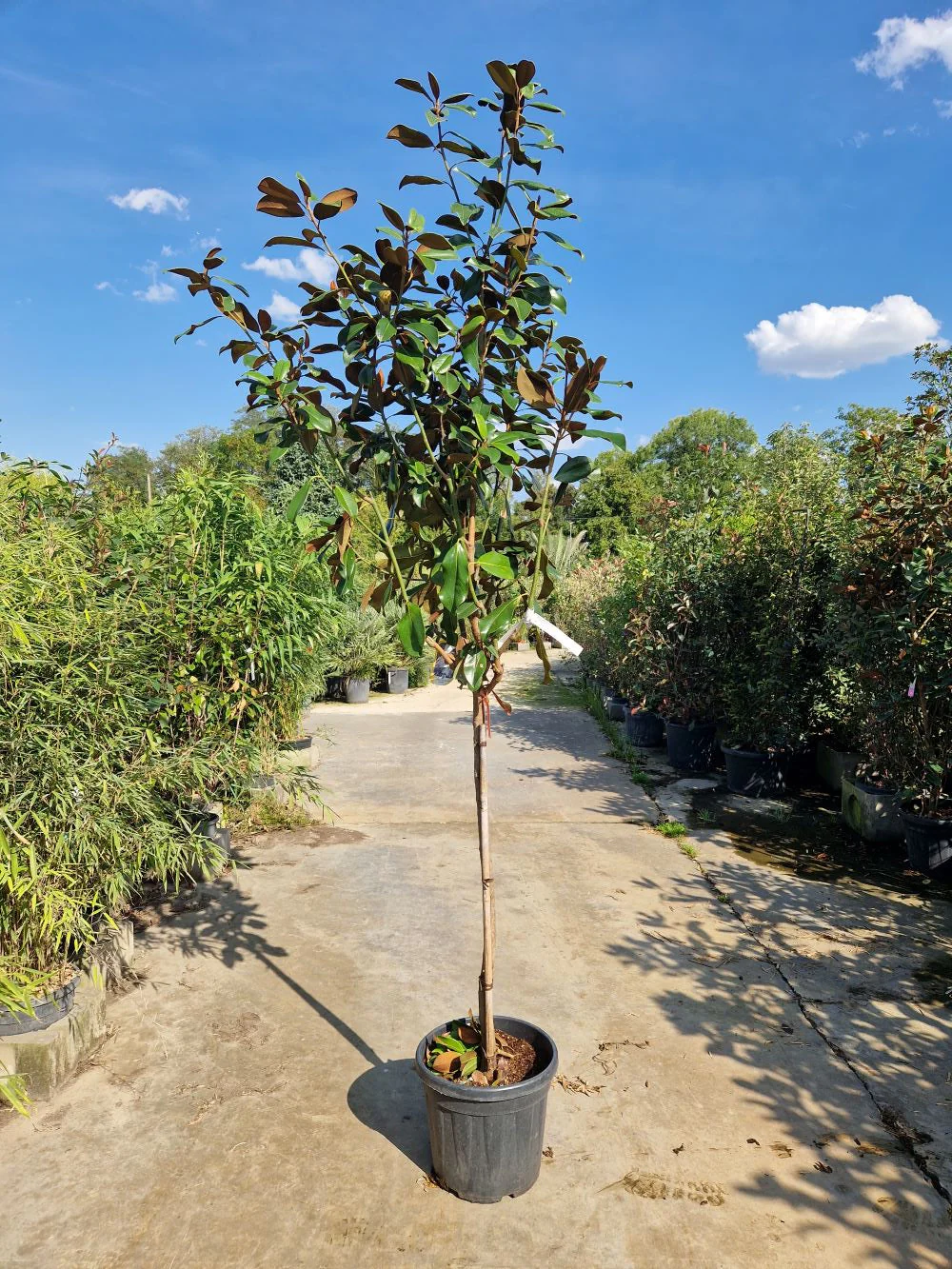 Magnolia Grandiflora en tige - Image 8