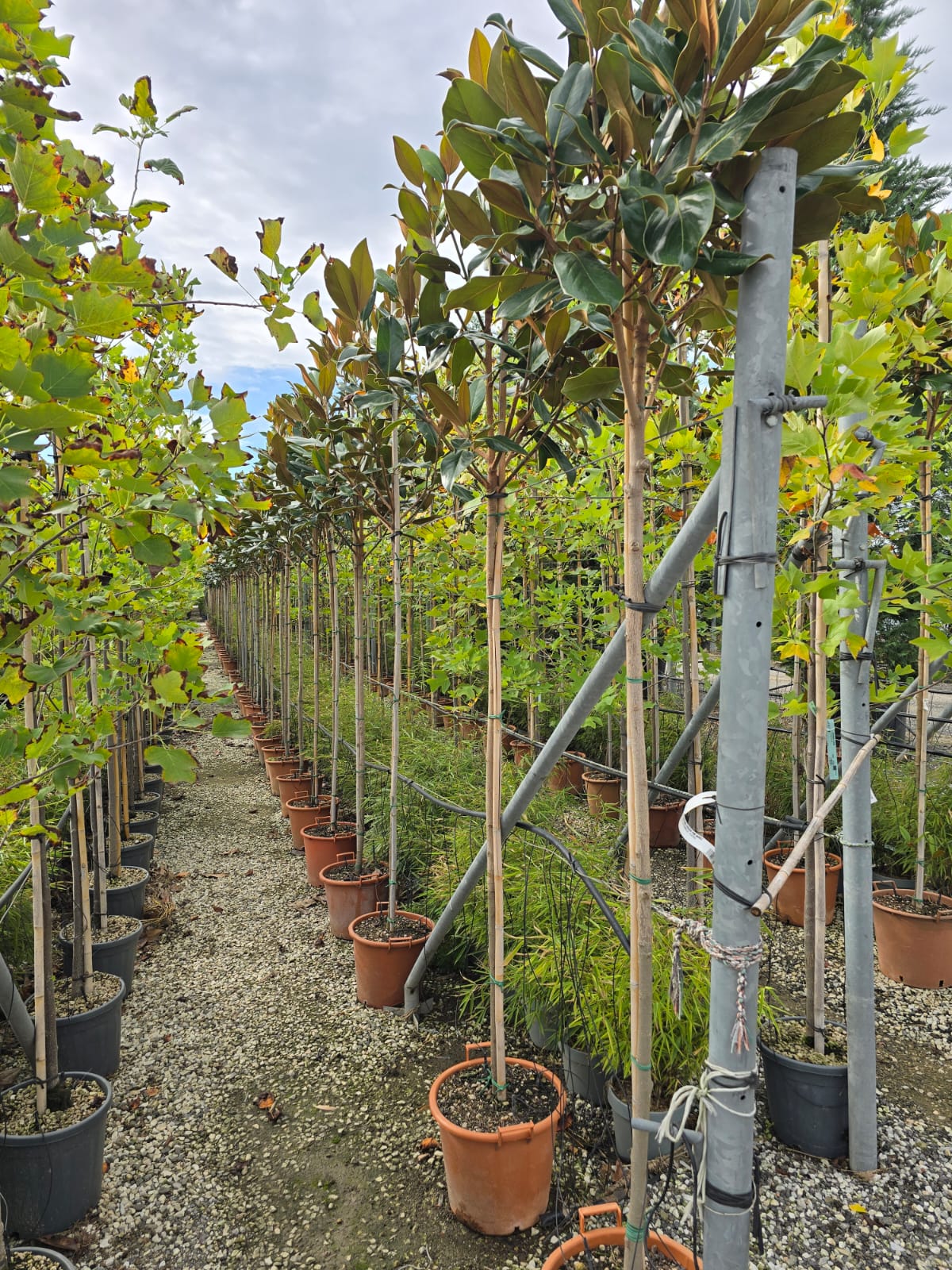 Magnolia Grandiflora en tige - Image 9