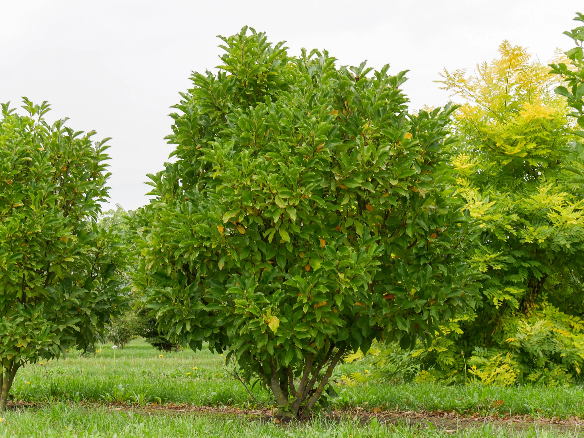 Magnolia Susan en touffe - Image 3
