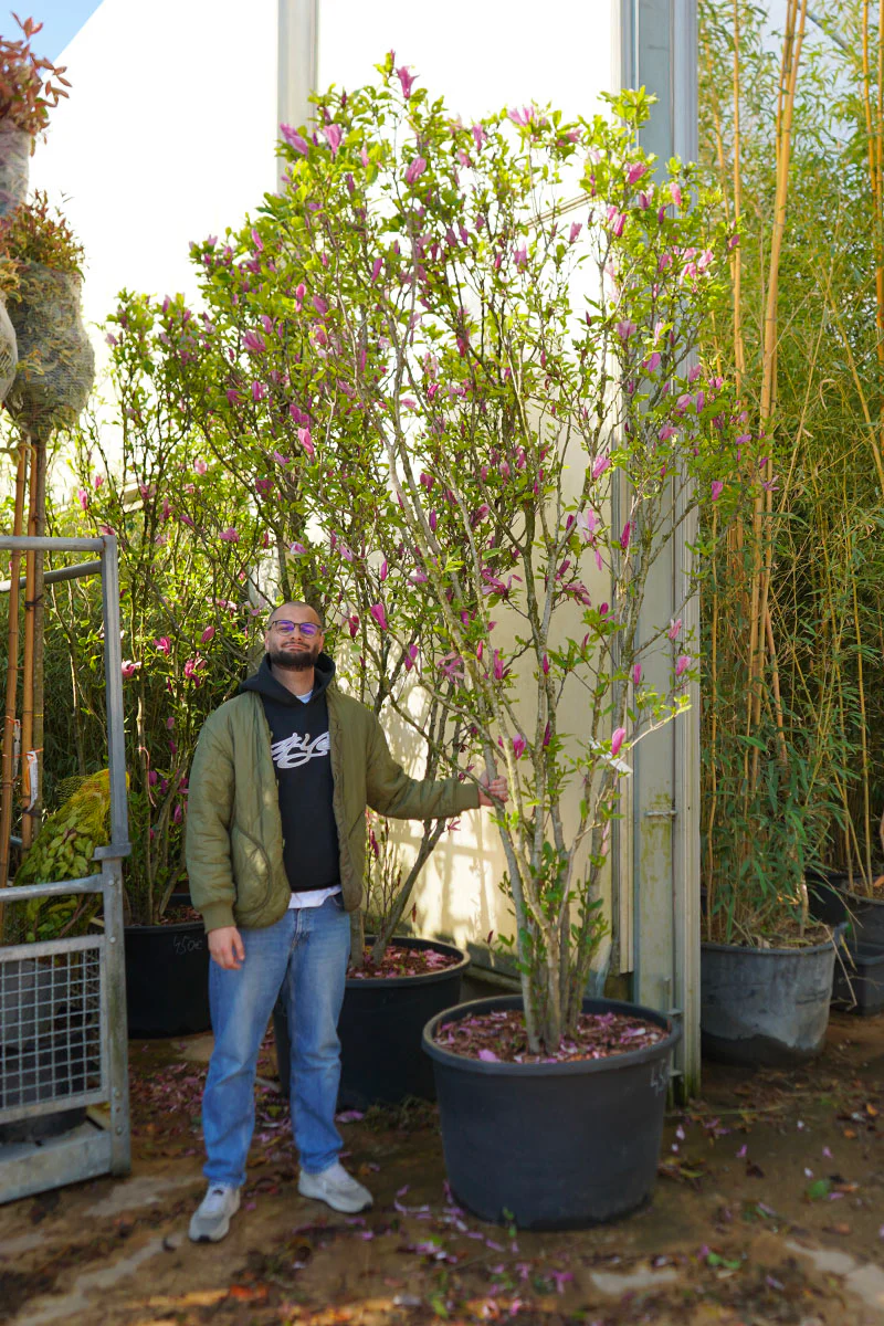 Magnolia Susan en touffe - Image 4