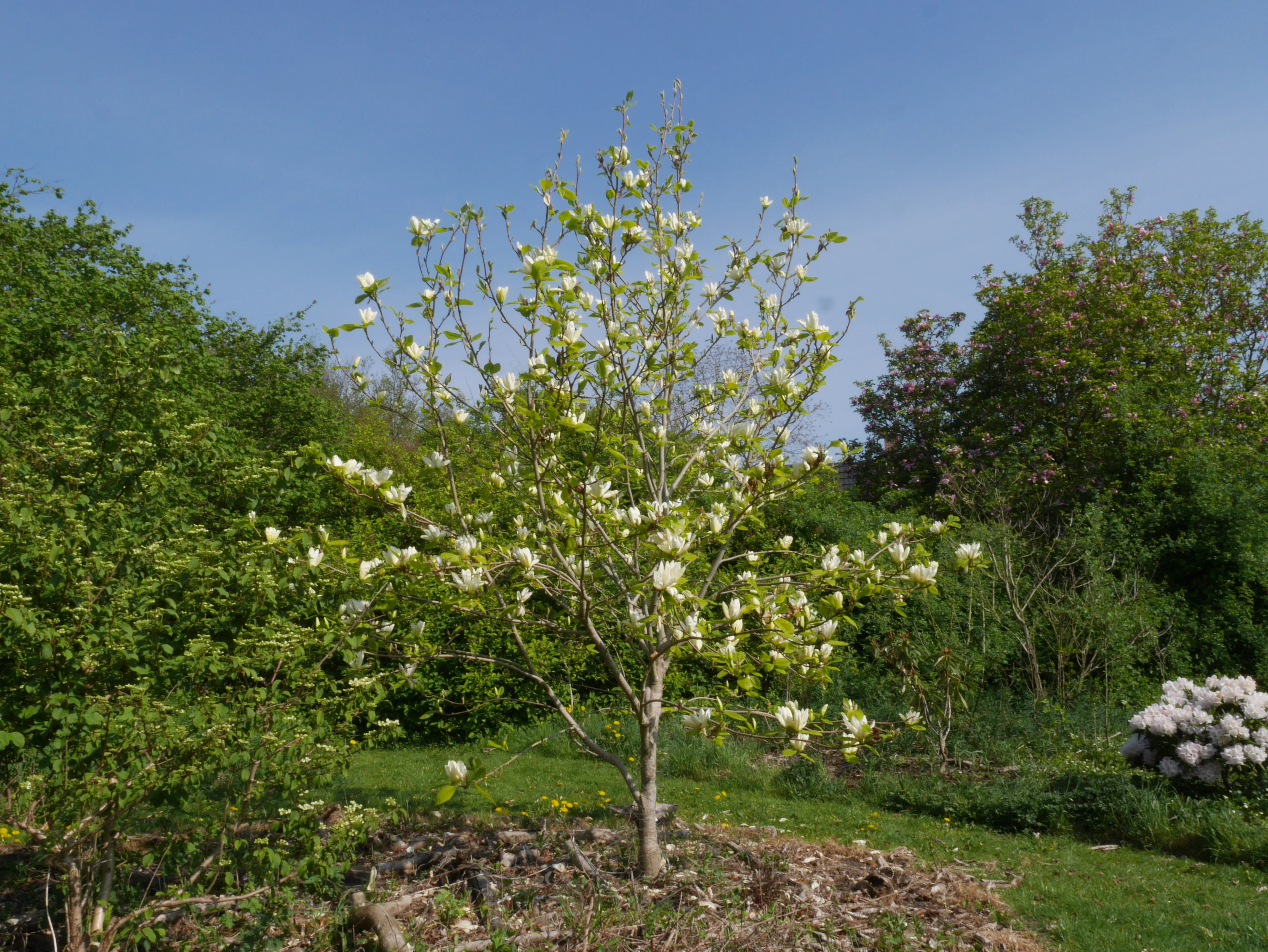 Magnolia Denudata Yellow River en tige - Image 7