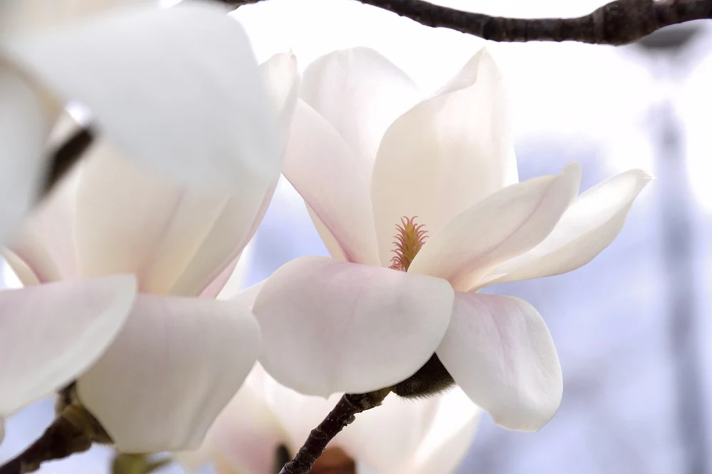 Magnolia Yulan en tige (Denudata Double Diamond) - Image 2