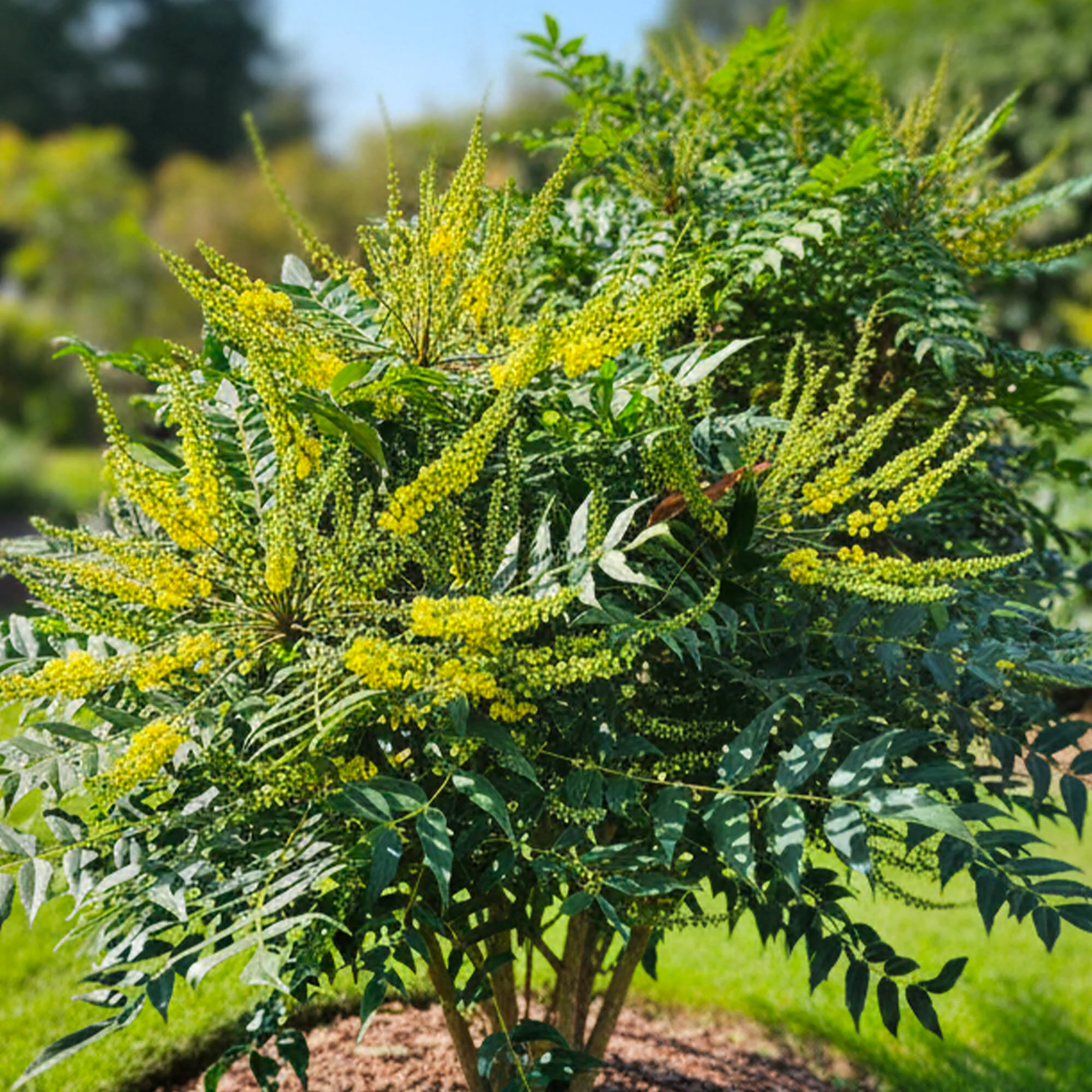 Mahonia