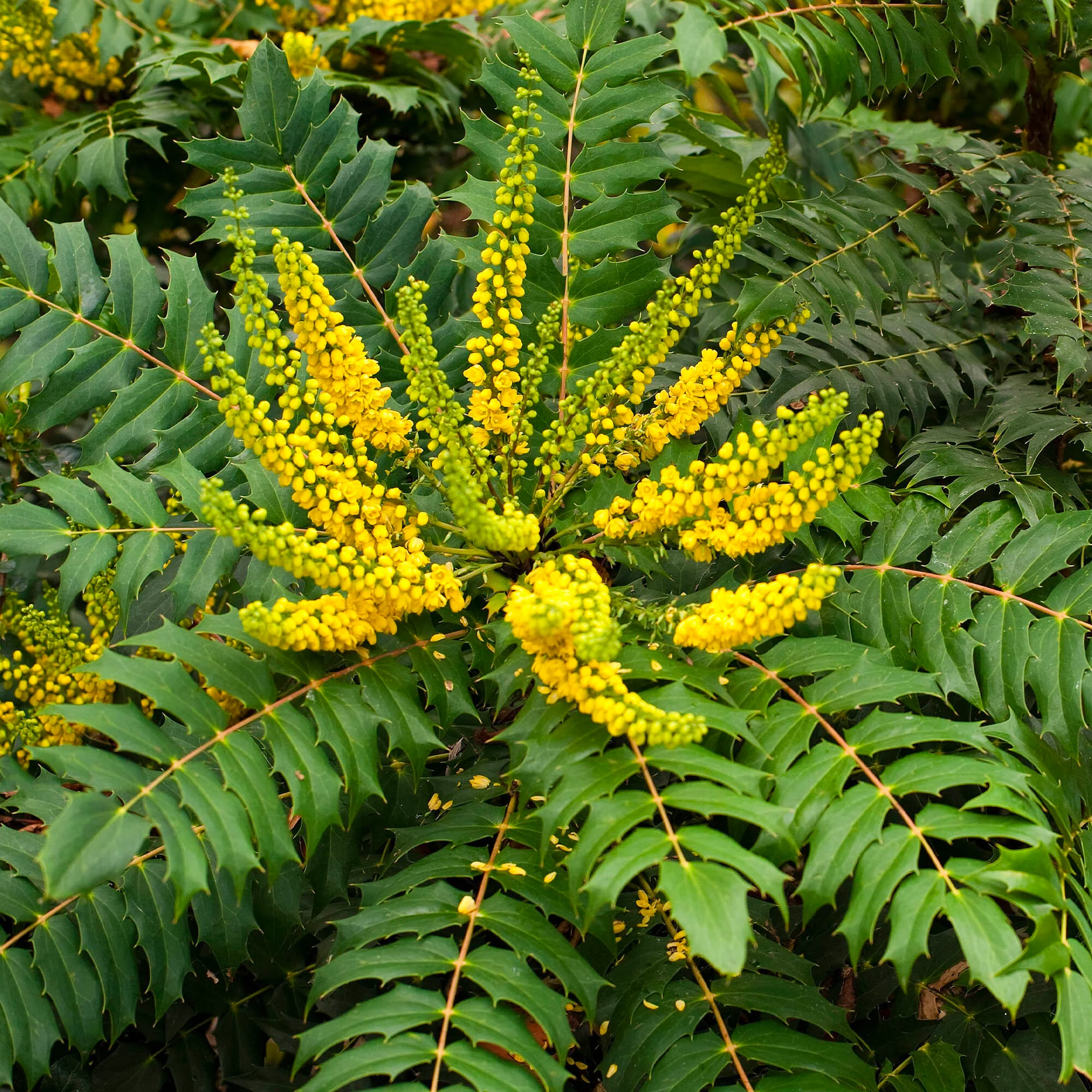 Mahonia - Image 2