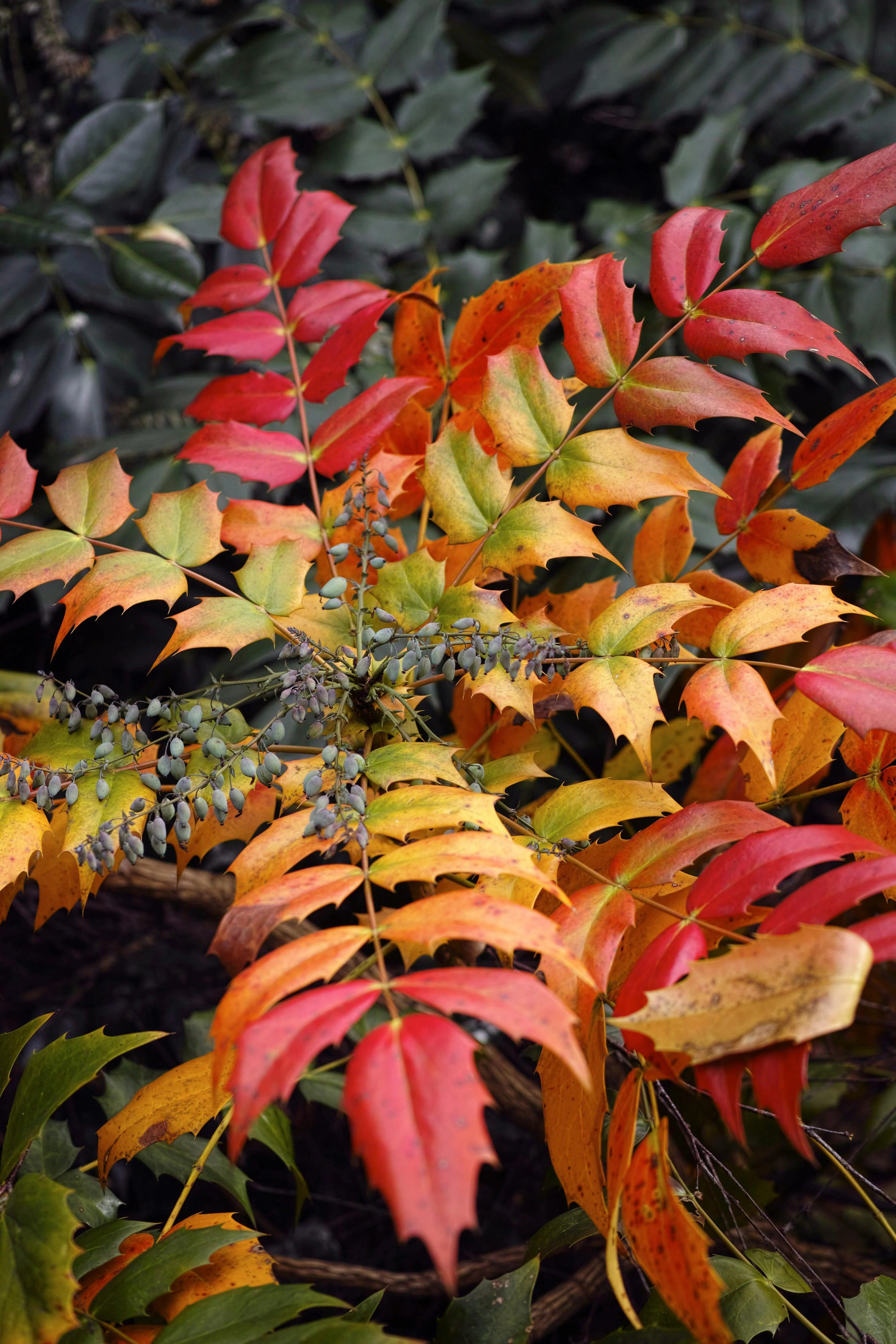 Mahonia - Image 5