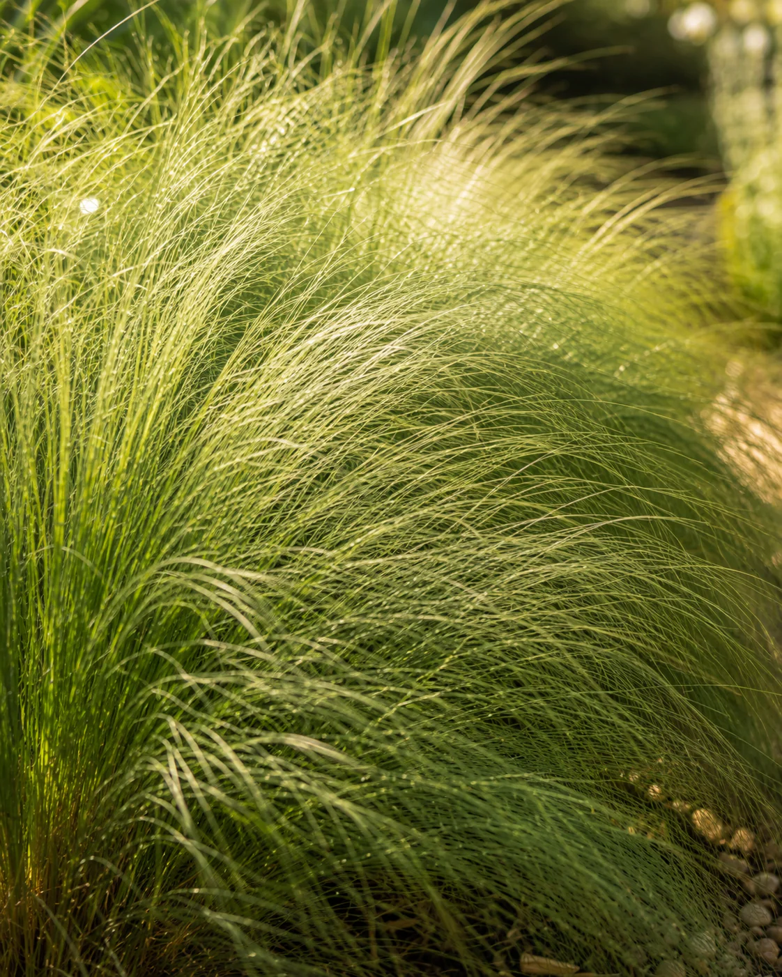 Graminée Vaporeuse Rose (Muhlenbergia capillaris) - Image 4